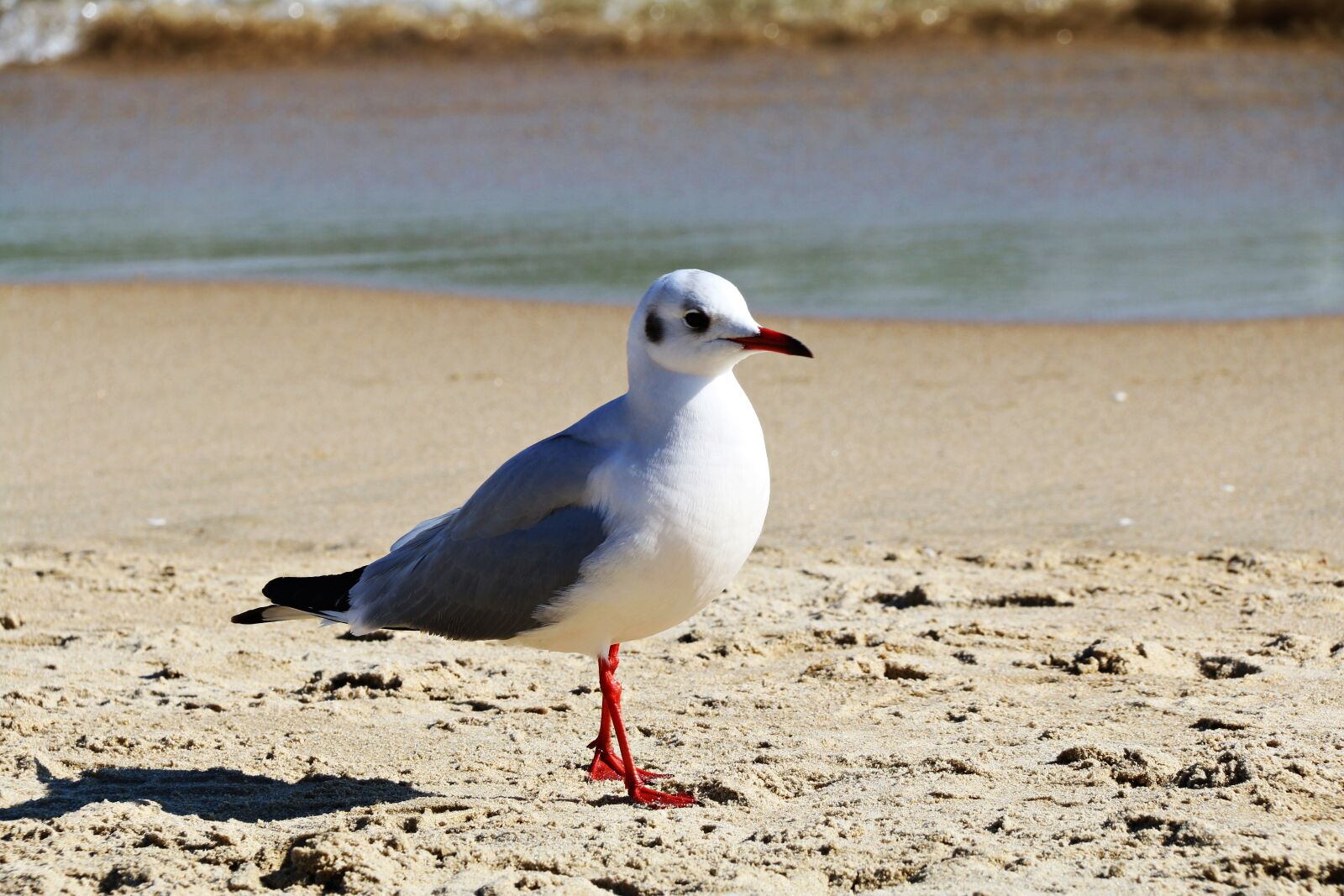 Canon EF-S 18-200mm F3.5-5.6 IS sample photo. Sand, beach, new photography