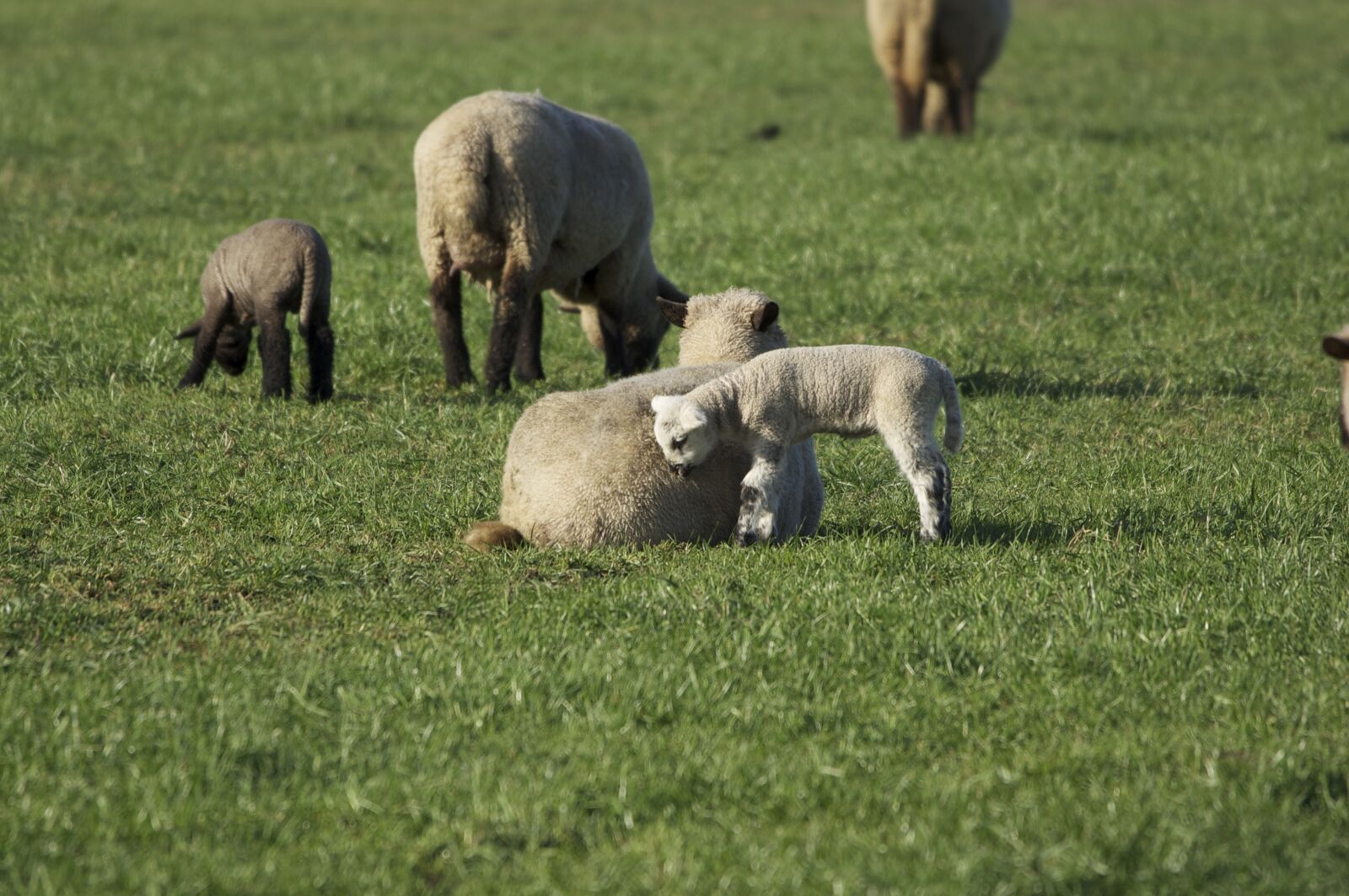 Sony Alpha DSLR-A580 sample photo. Sheep, lambs, pasture photography