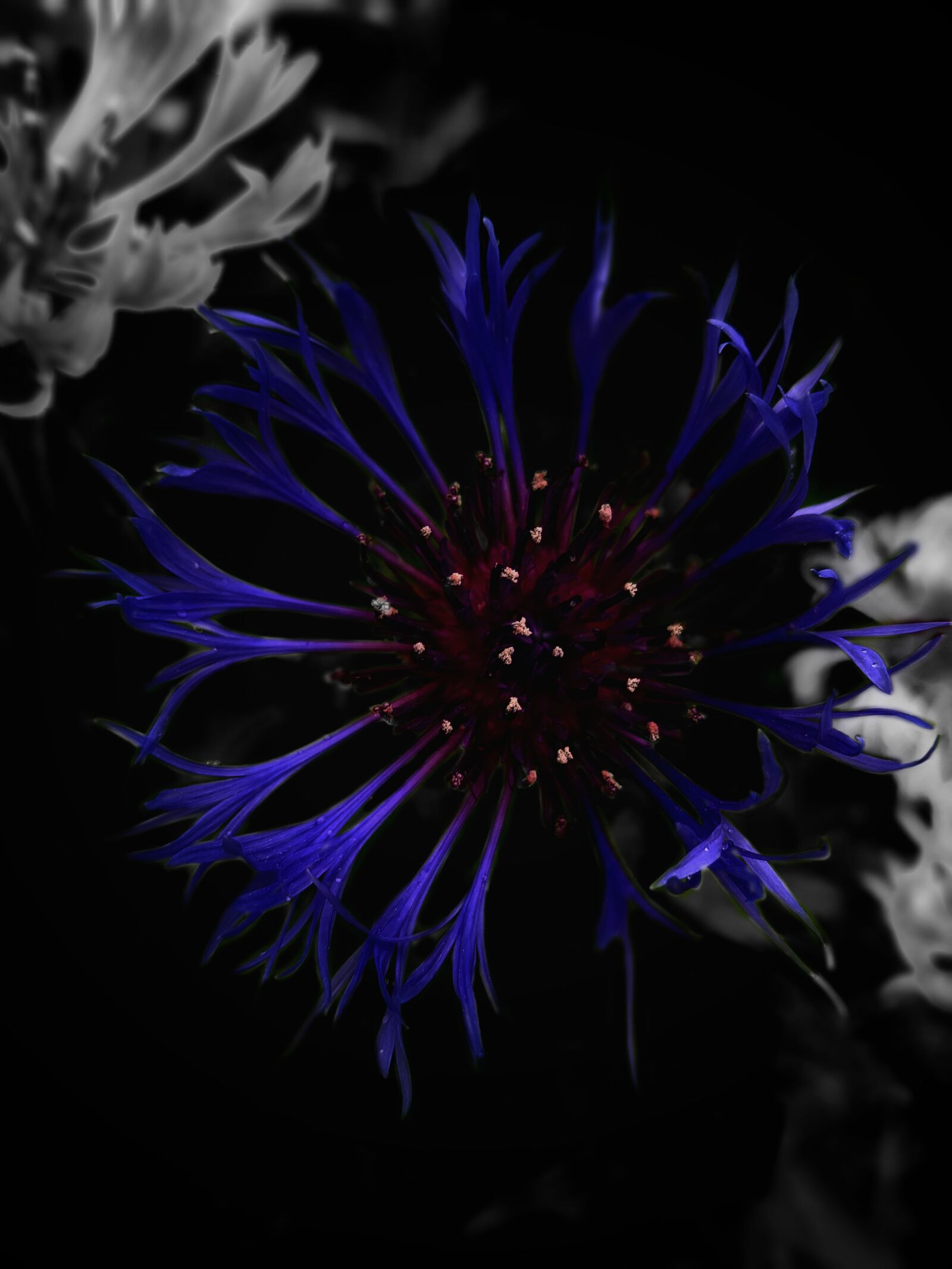 Samsung Galaxy S8 sample photo. Flower, blue, moment photography