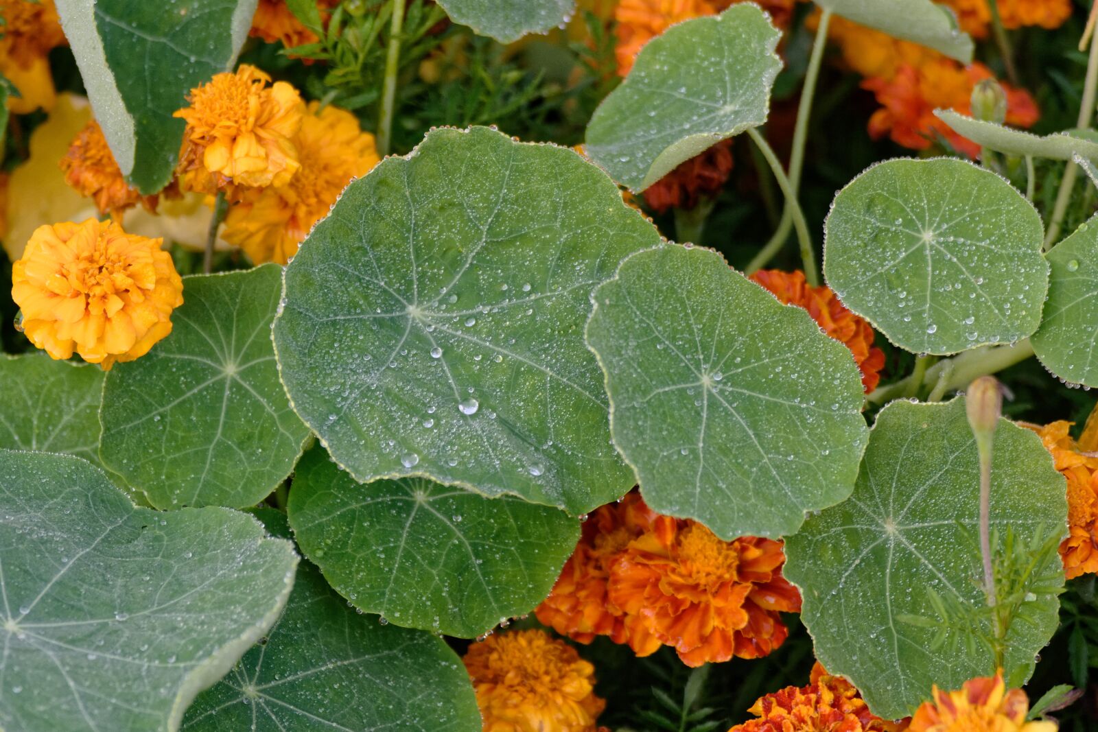 Nikon D5200 sample photo. Nasturtium, nasturtiums, foliage photography