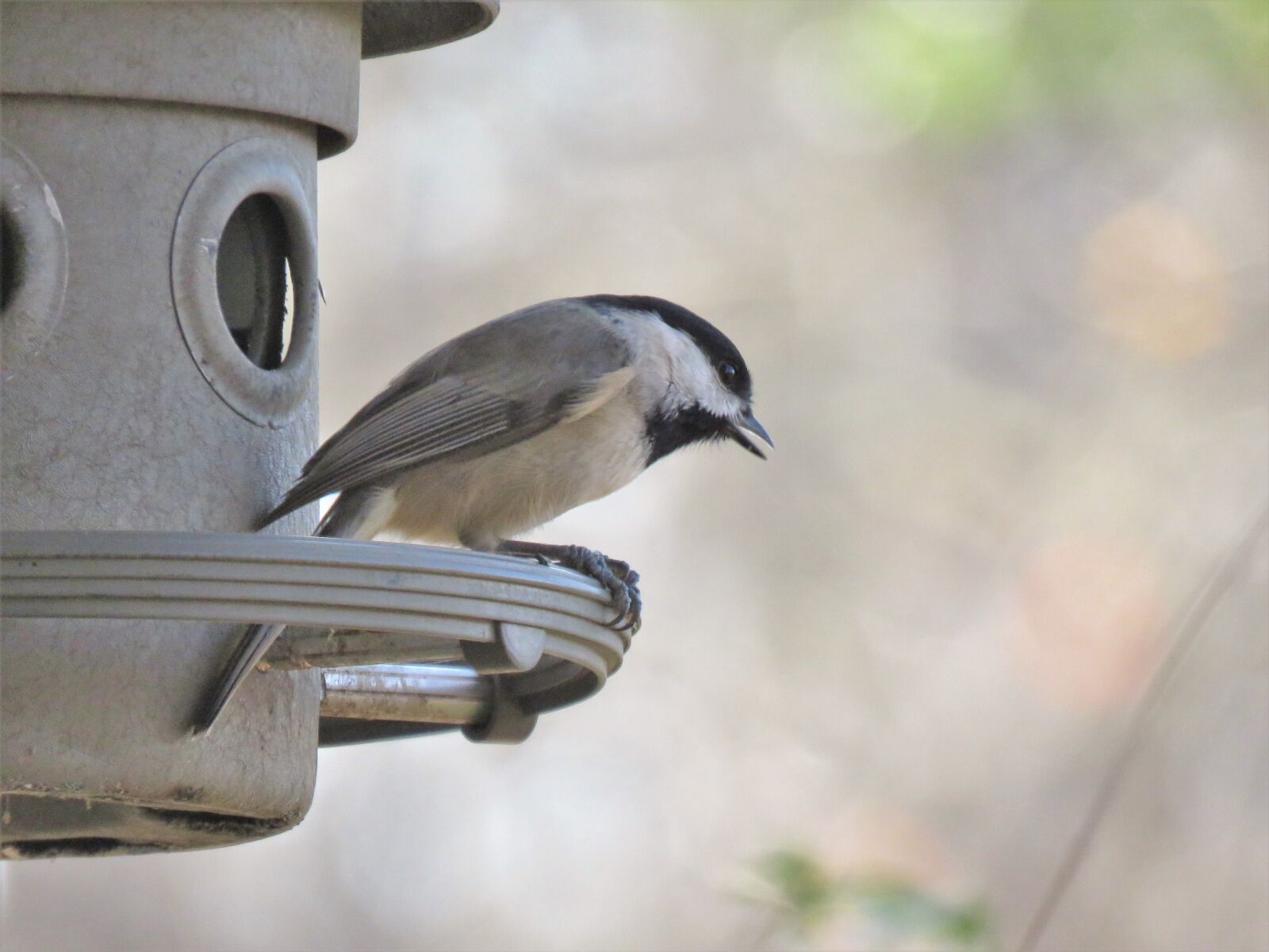 Canon PowerShot SX60 HS sample photo. Bird, wildlife, nature photography