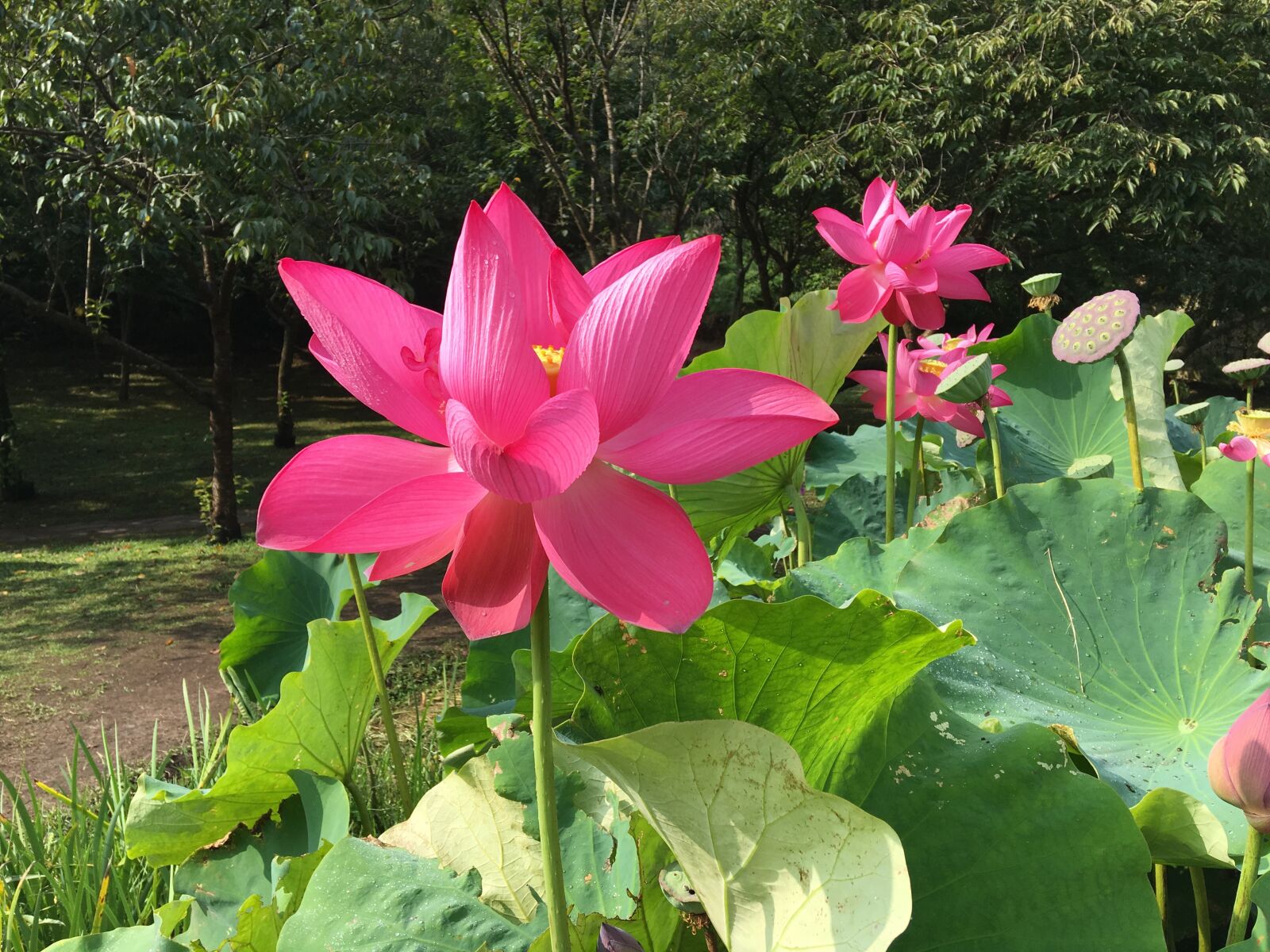 Apple iPhone 6s Plus sample photo. Lotus, pond, properties photography