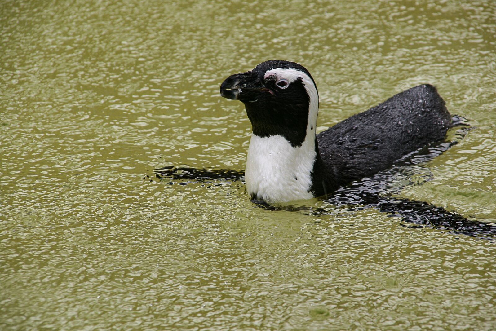 Canon EOS 400D (EOS Digital Rebel XTi / EOS Kiss Digital X) sample photo. Humboldt penguin, bird, water photography