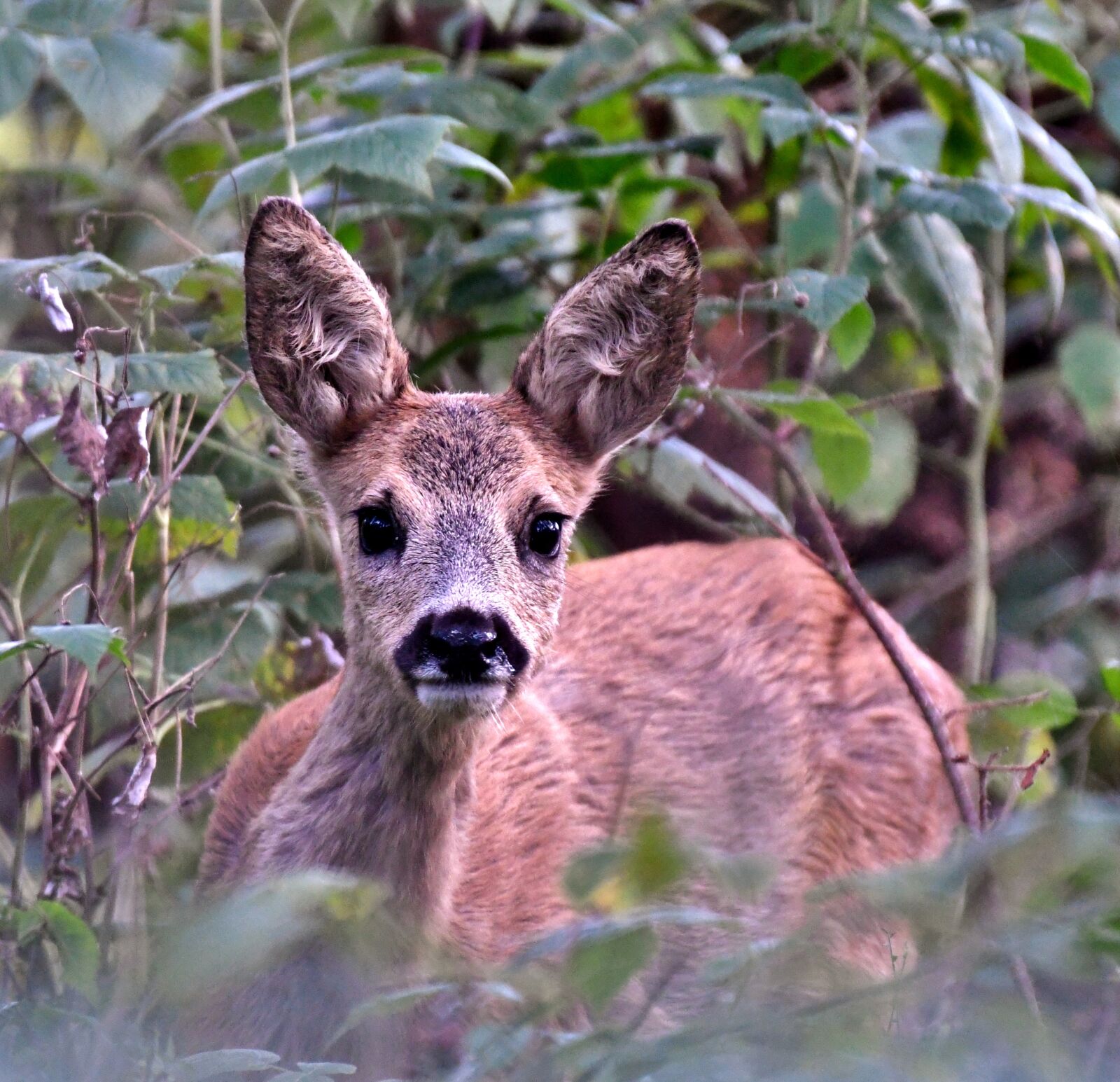 Nikon D500 sample photo. Fawn, ree, wild photography