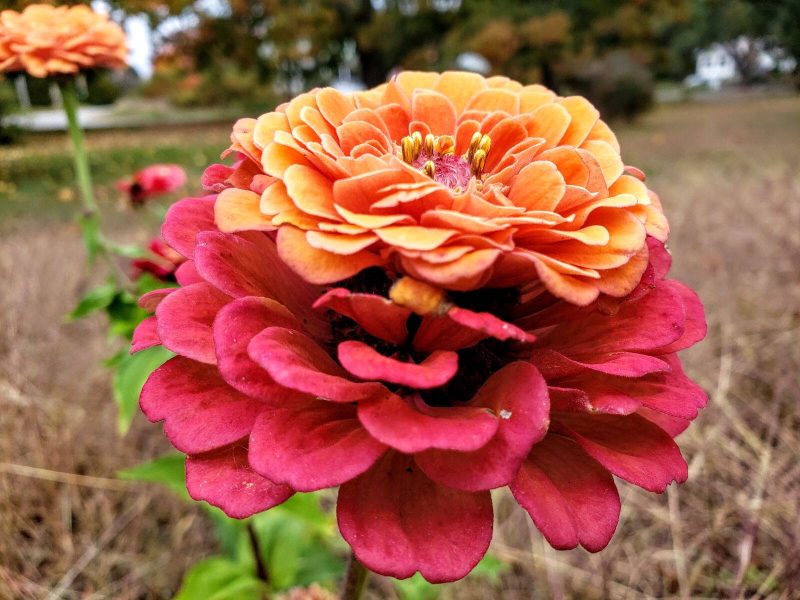 Samsung Galaxy S9 sample photo. Double-headed, zinnia, flower photography