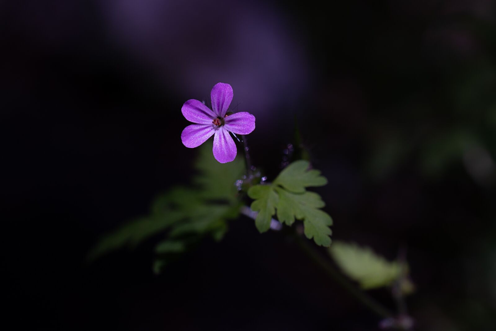 Nikon D7100 sample photo. Flower, blossom, bloom photography