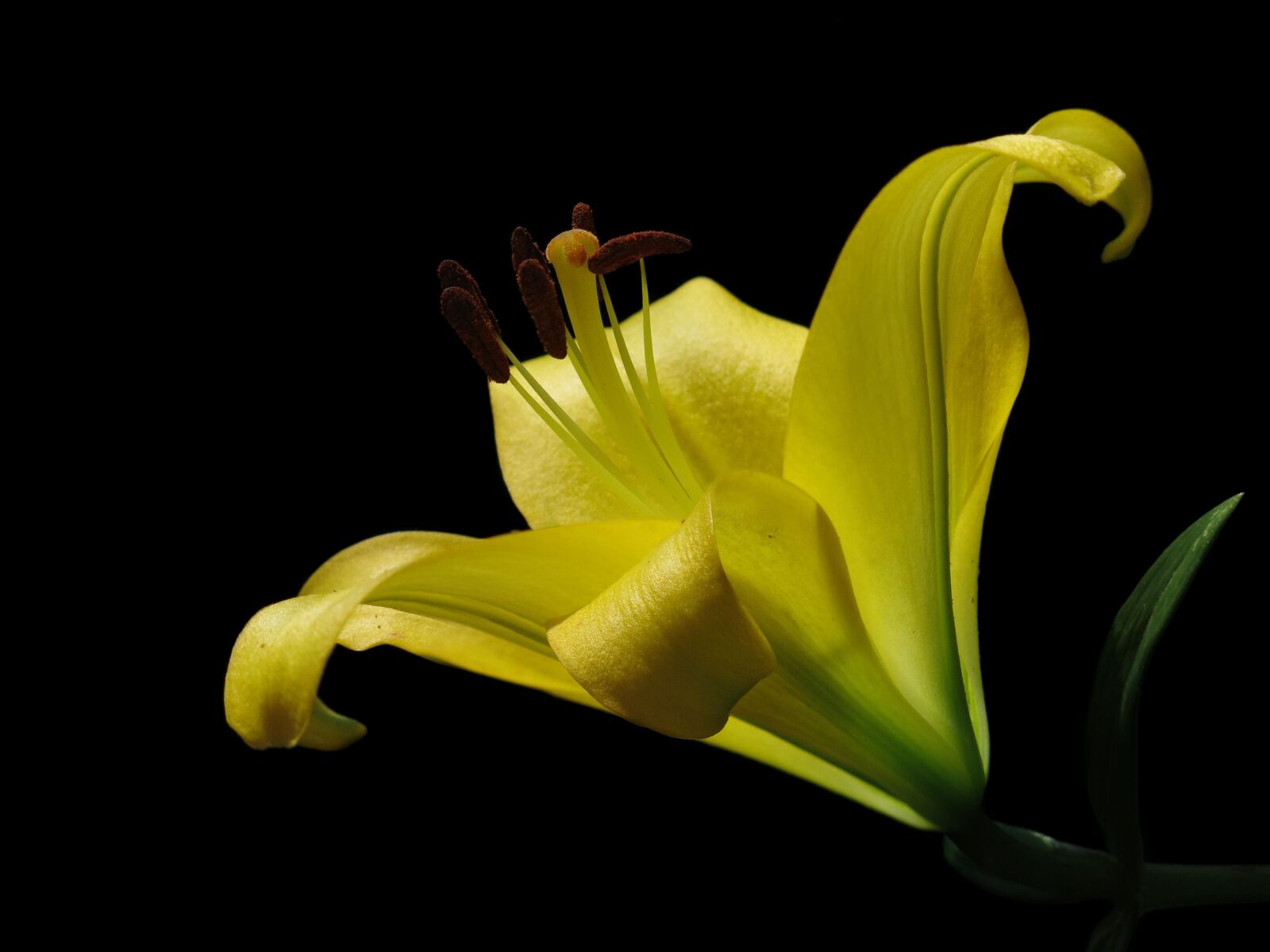 Canon PowerShot G15 sample photo. Daylily, yellow, flower photography