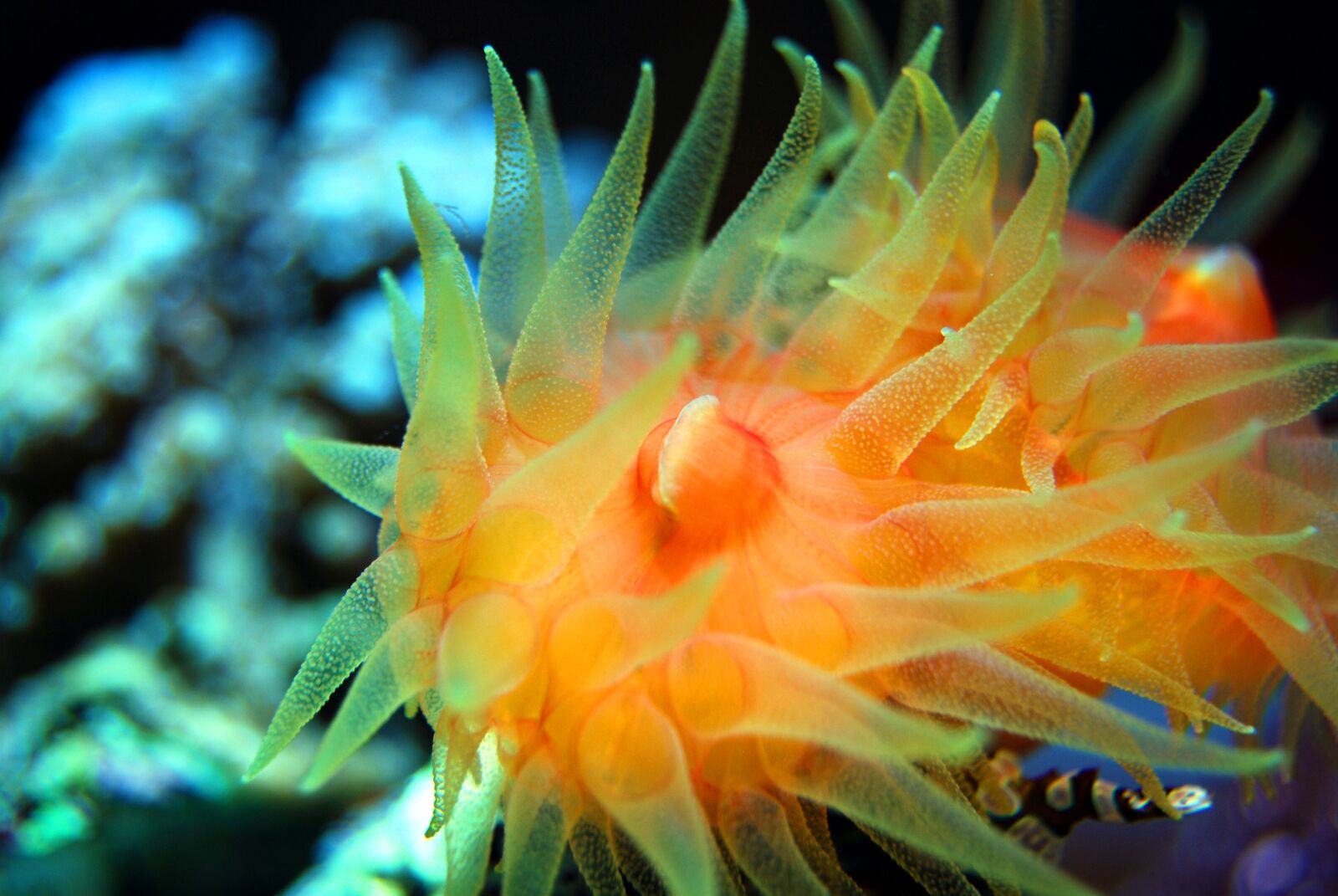 Nikon D40X sample photo. Coral, reef, sea photography