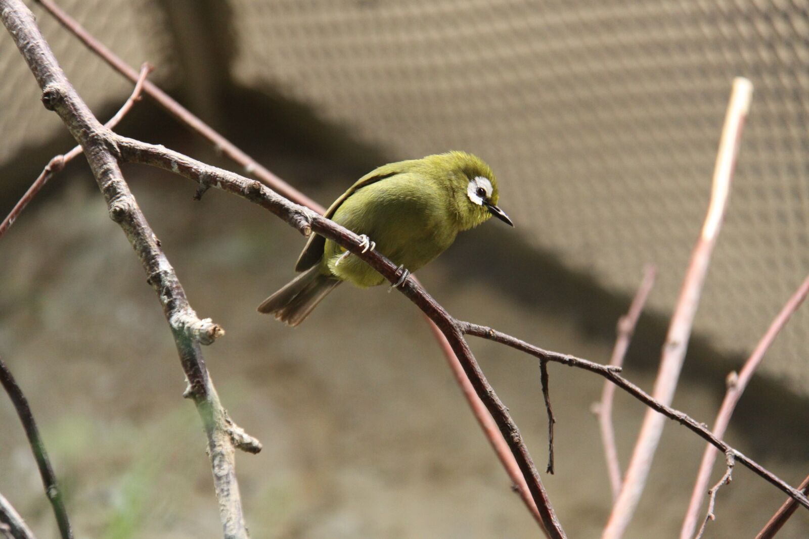 Canon EOS 50D sample photo. Kikuyu glasses bird, mountain photography