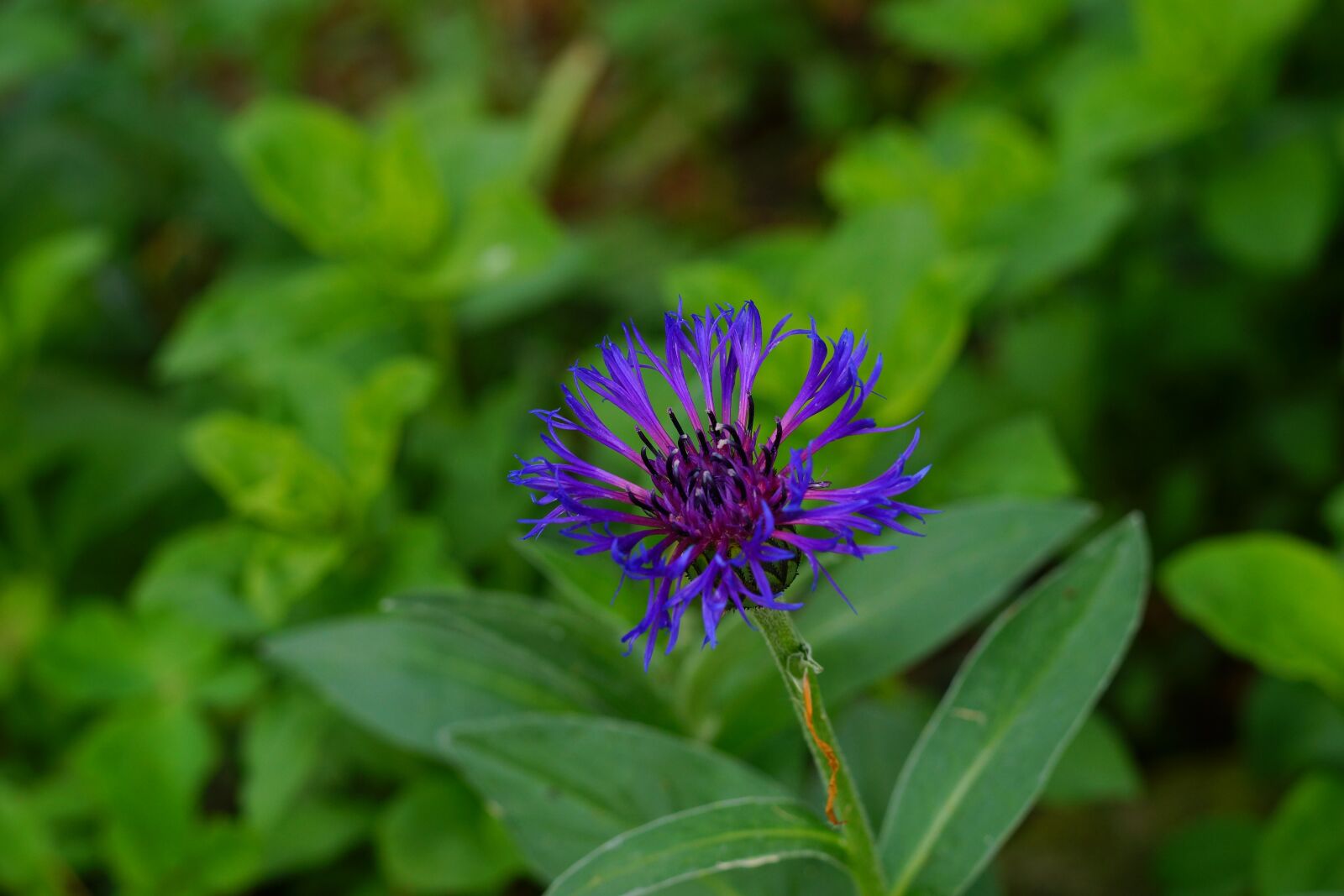 Sony 85mm F2.8 SAM sample photo. Cornflower, garden, blue photography