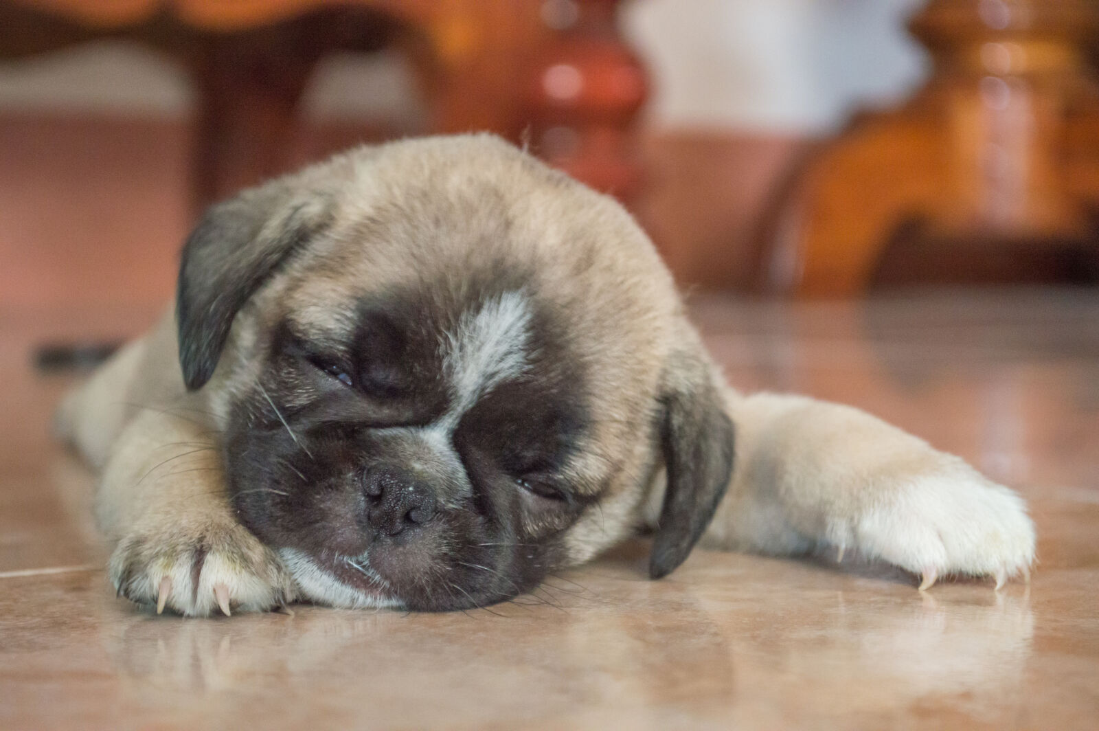 Nikon D3200 sample photo. Animal, brown, dog, floor photography