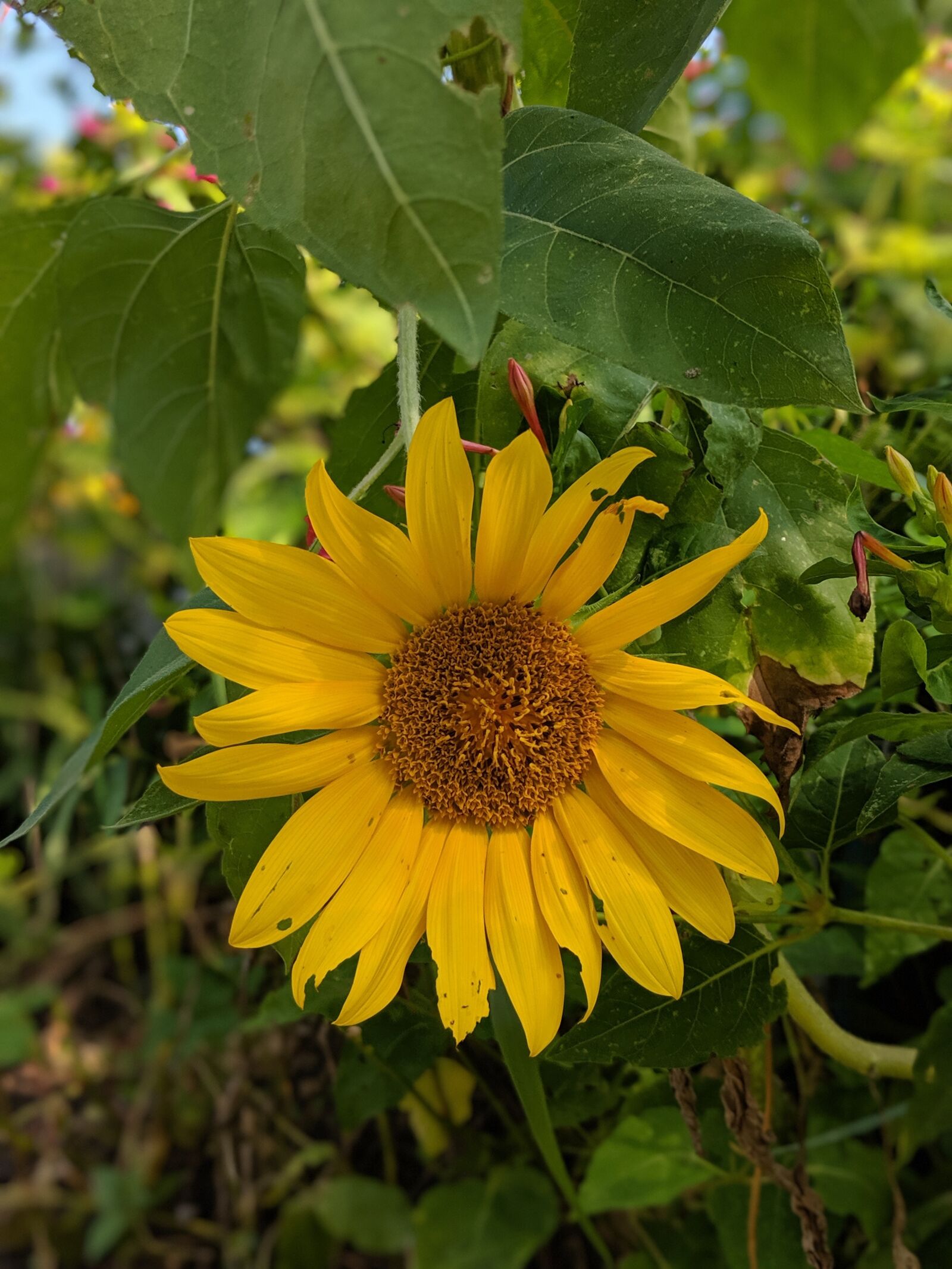 Google Pixel 2 sample photo. Flower, blossom, bloom photography