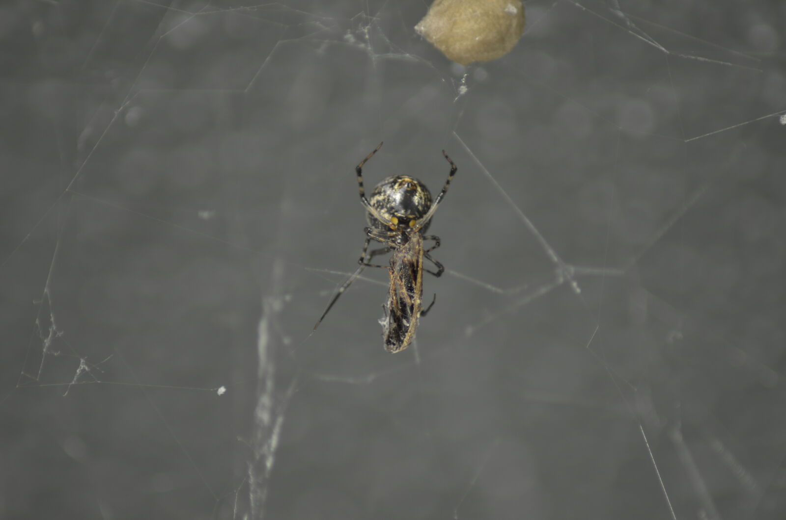 Nikon D5100 sample photo. Cobweb, cocoon, spider photography