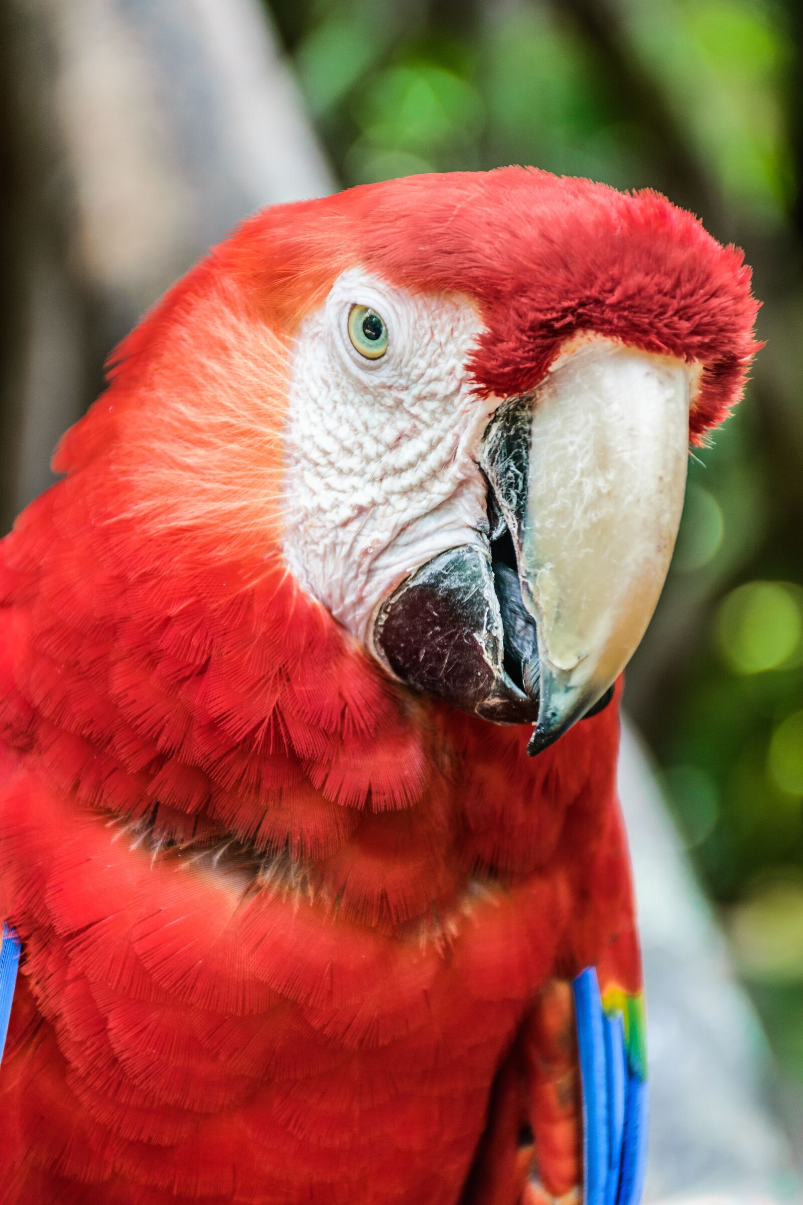 Nikon D5300 sample photo. Parrot, ave, macaw photography
