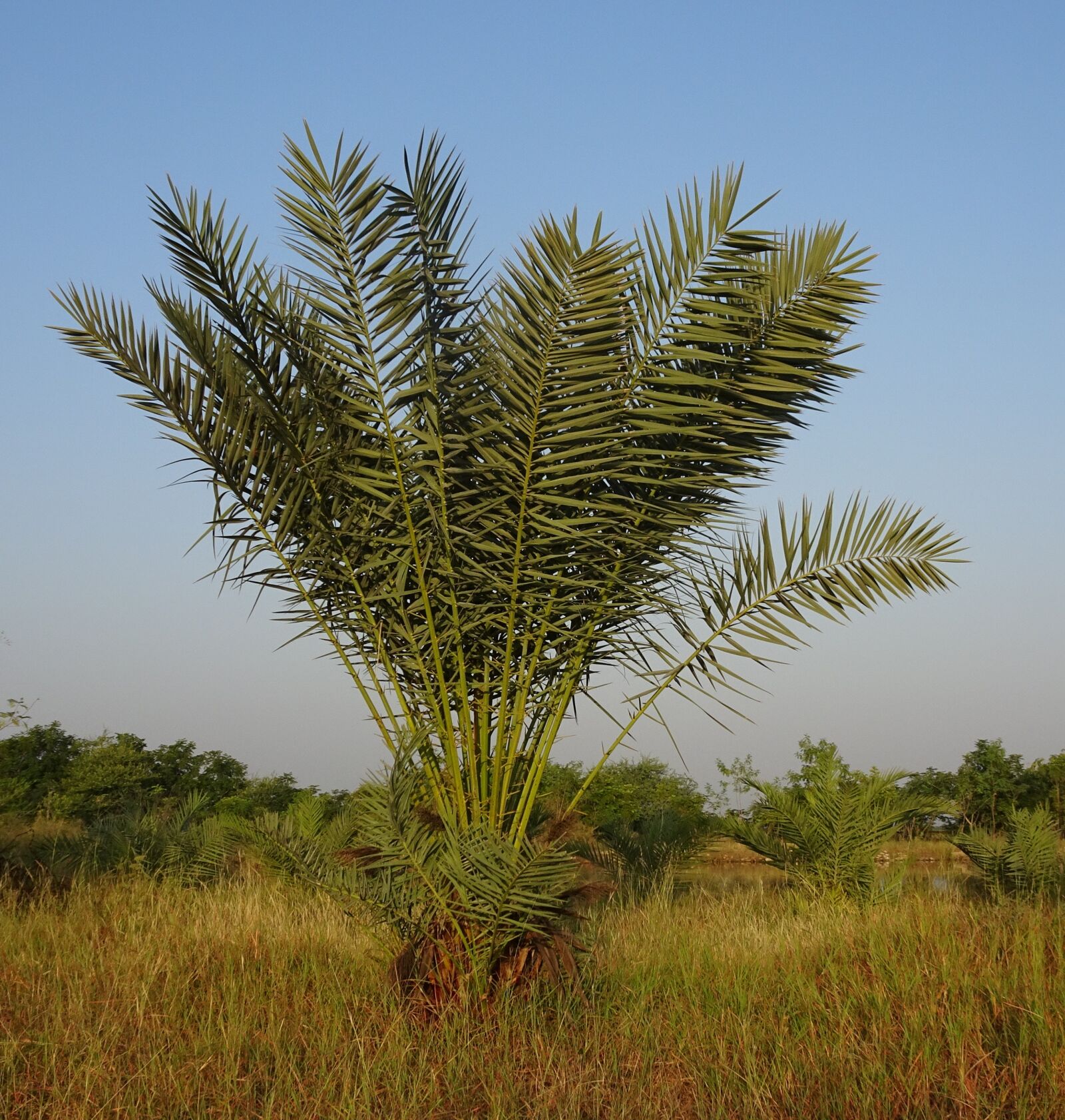 Sony Cyber-shot DSC-HX90V sample photo. Date palm, tree, young photography