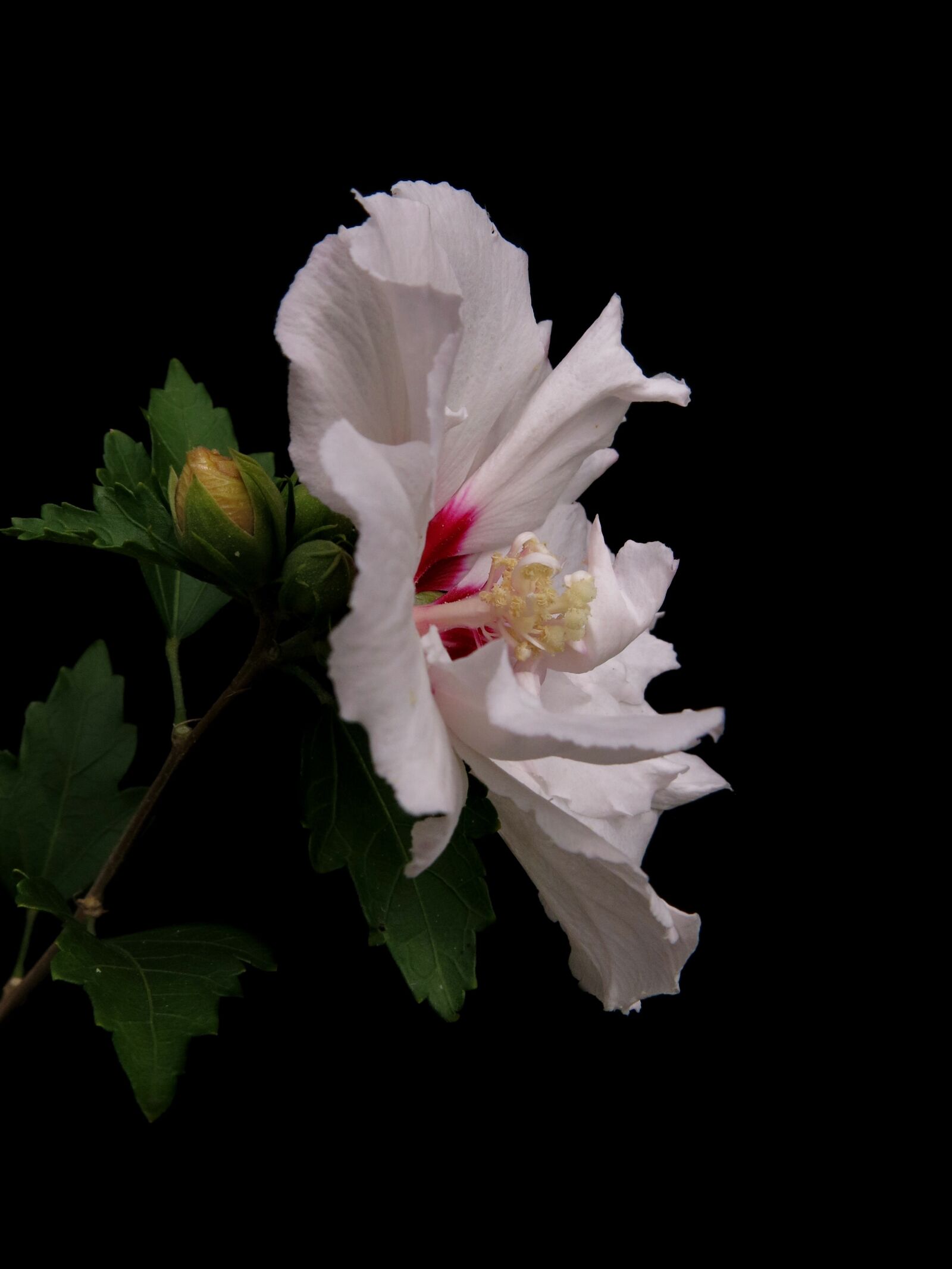 Canon PowerShot G15 sample photo. Garden hibiscus, hibiscus syriacus photography