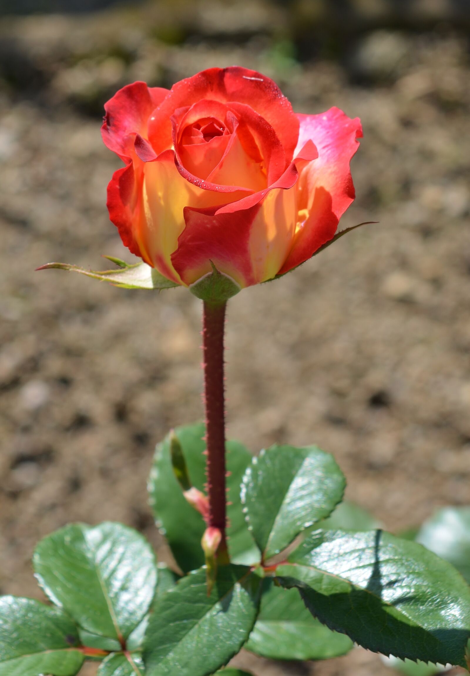 Nikon D5200 sample photo. Rose, garden, flower photography