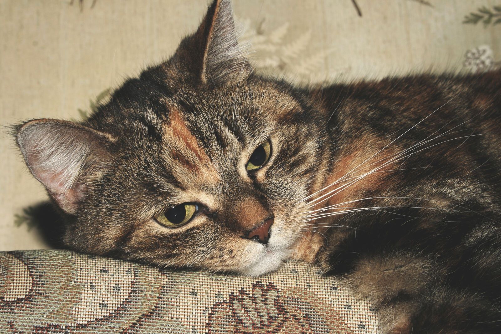 Canon EF-S 18-55mm F3.5-5.6 II sample photo. Cat, pet, animal photography