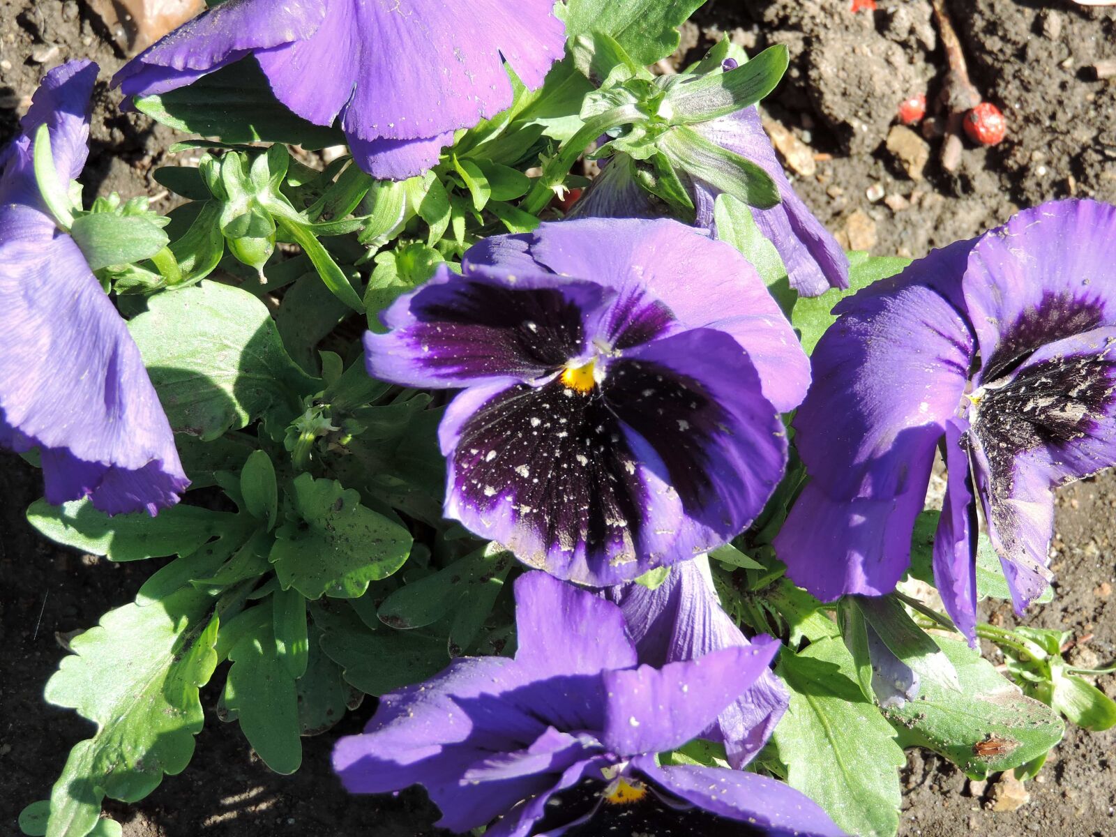 Nikon Coolpix P520 sample photo. Purple, petunia, garden, flowers photography