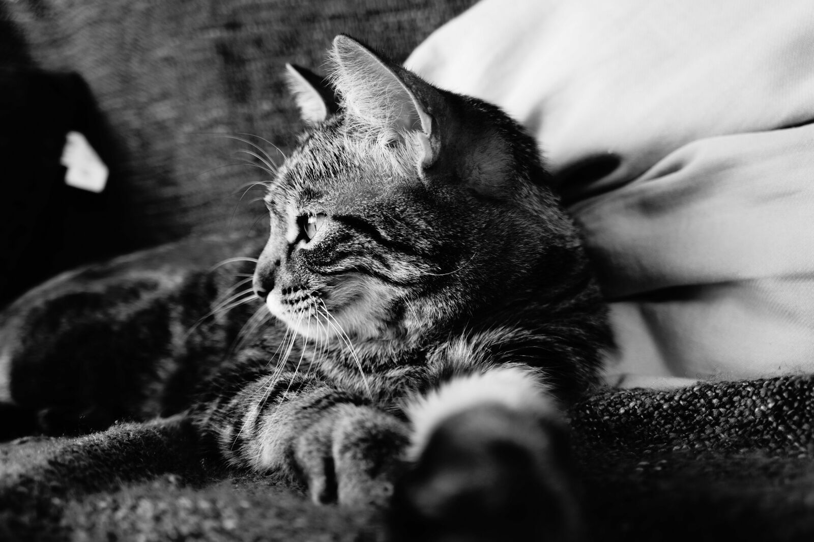 Sony Alpha a3000 sample photo. Cat, tabby cat, black photography