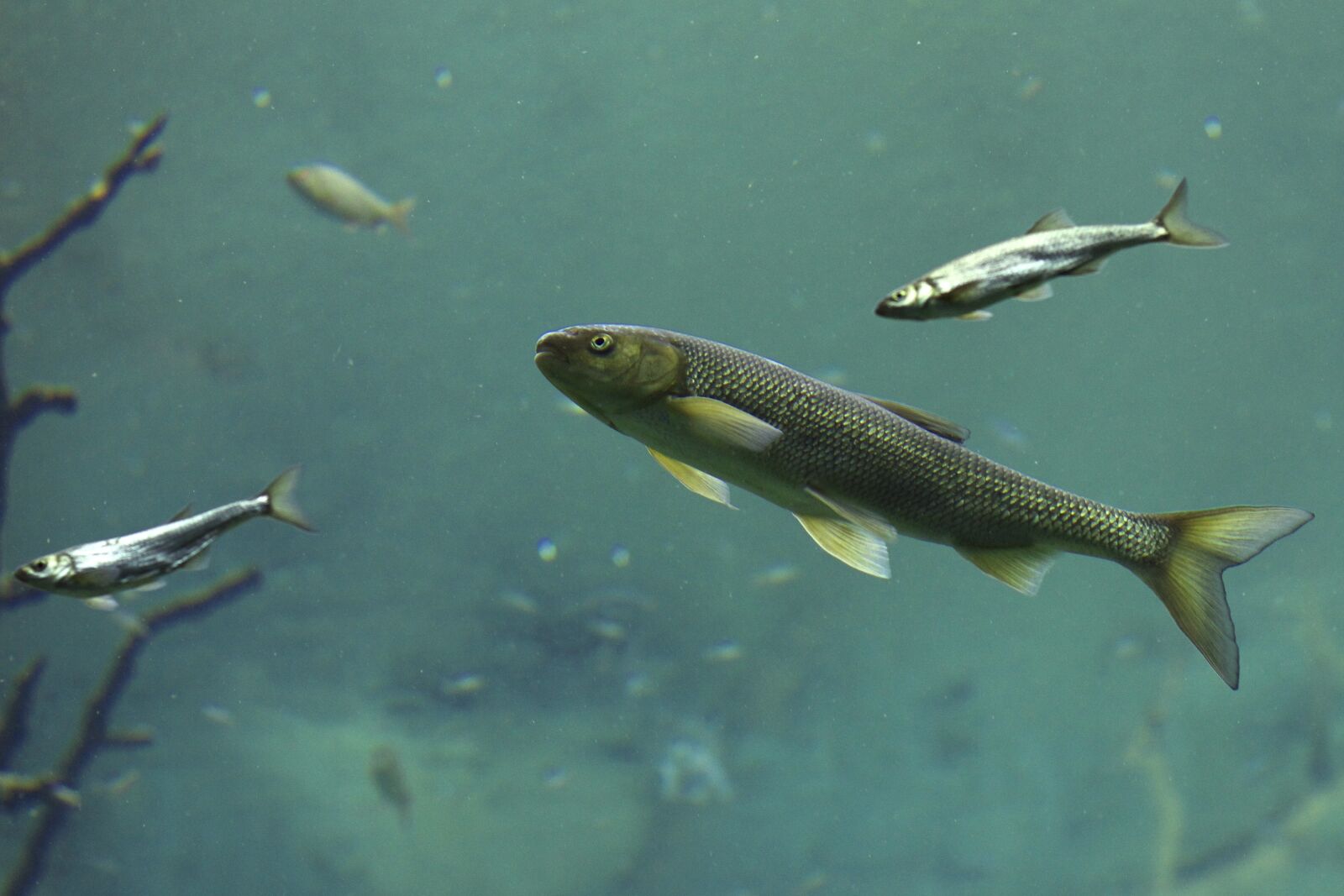 Canon EOS 60D sample photo. Fish, aquarium, zoo photography