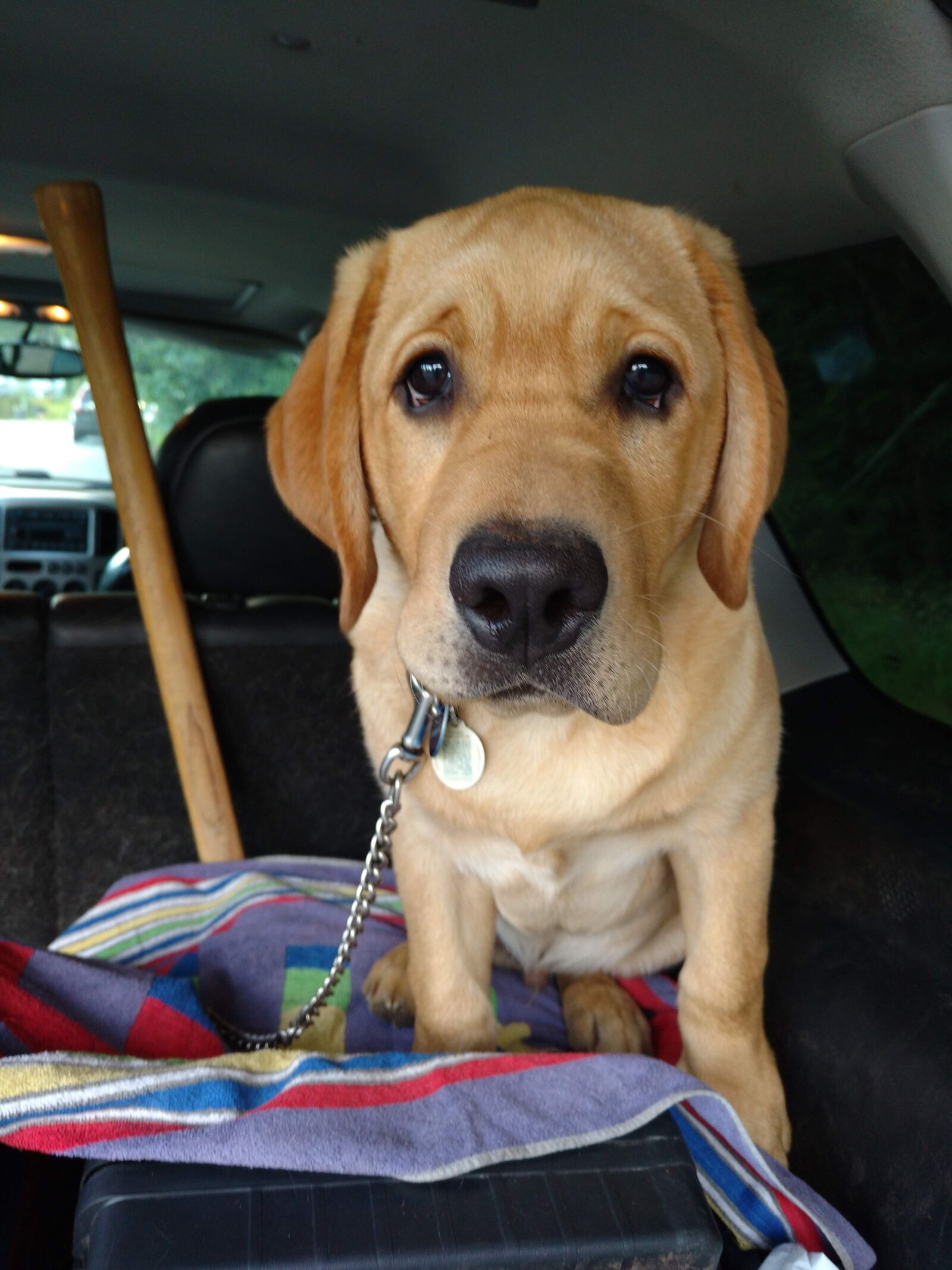 Motorola Moto X Play sample photo. Labrador puppy, lab puppy photography