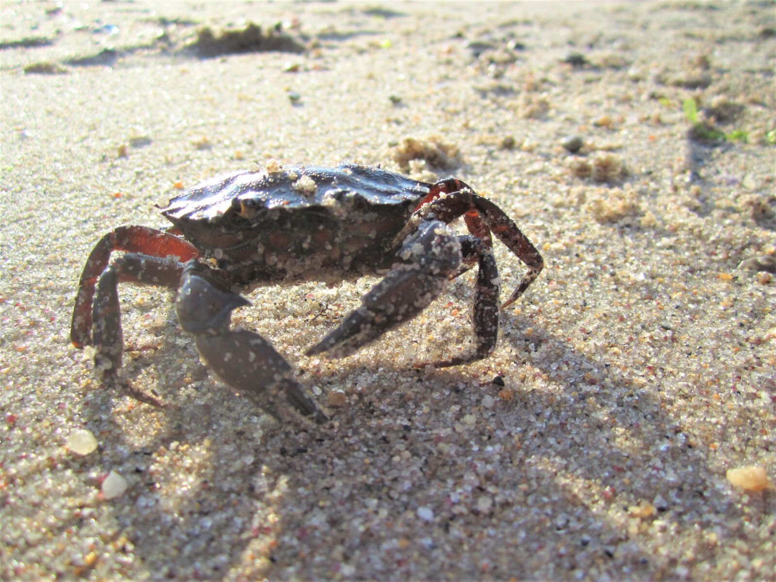 Canon PowerShot SD1400 IS (IXUS 130 / IXY 400F) sample photo. Crab, beach, seashore photography