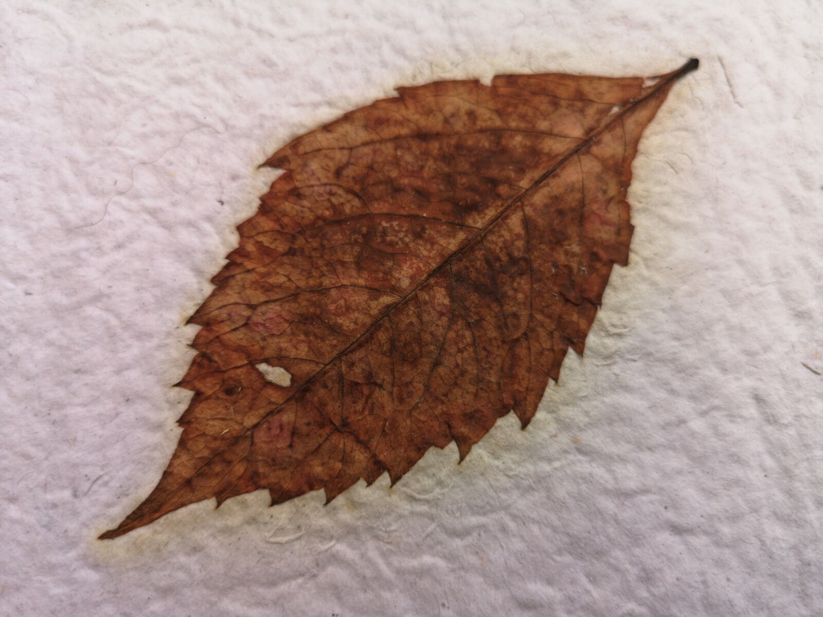 HUAWEI CLT-L09 sample photo. Homemade paper, virginia creeper photography