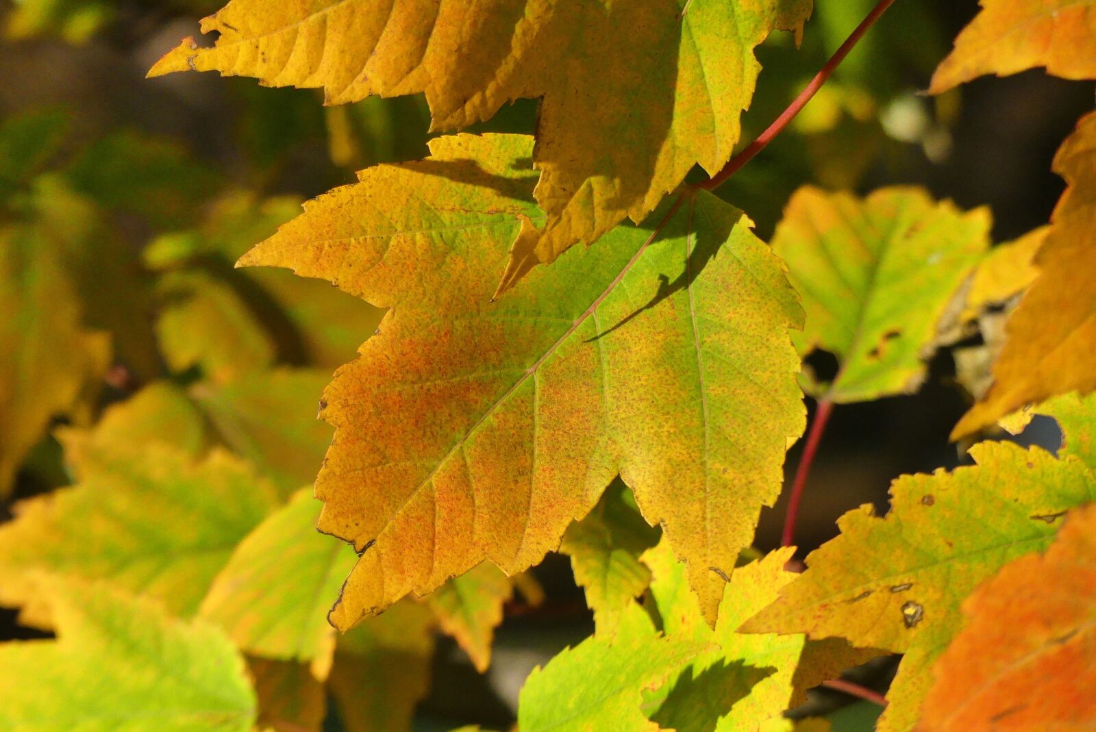 Panasonic Lumix DMC-FZ300 sample photo. Kraków, park, autumn photography