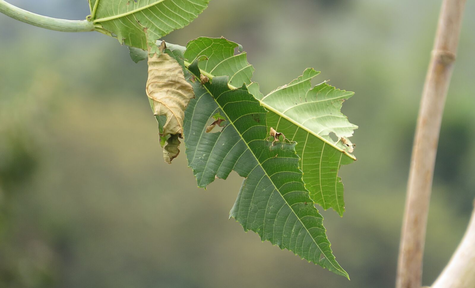 Canon PowerShot SX50 HS sample photo. Nature, leaves, green leaf photography