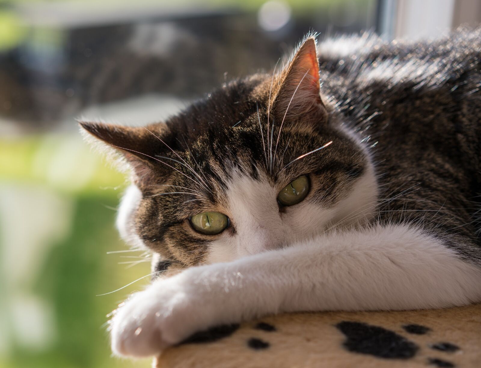 Sony a7R II + Sony Sonnar T* FE 55mm F1.8 ZA sample photo. Cat, feline, portrait photography