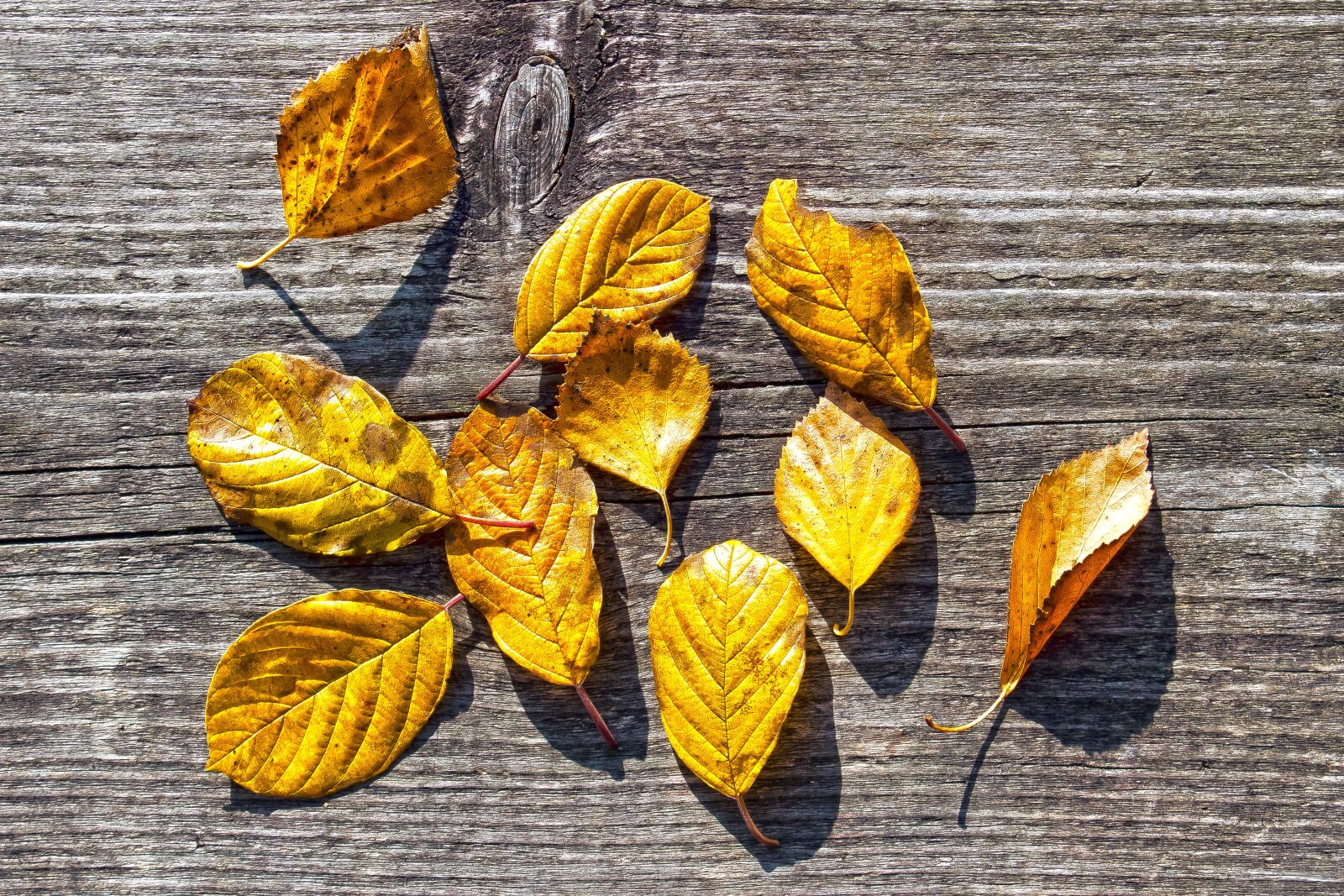 Canon EOS 1300D (EOS Rebel T6 / EOS Kiss X80) sample photo. Autumn, colorful, leaves photography