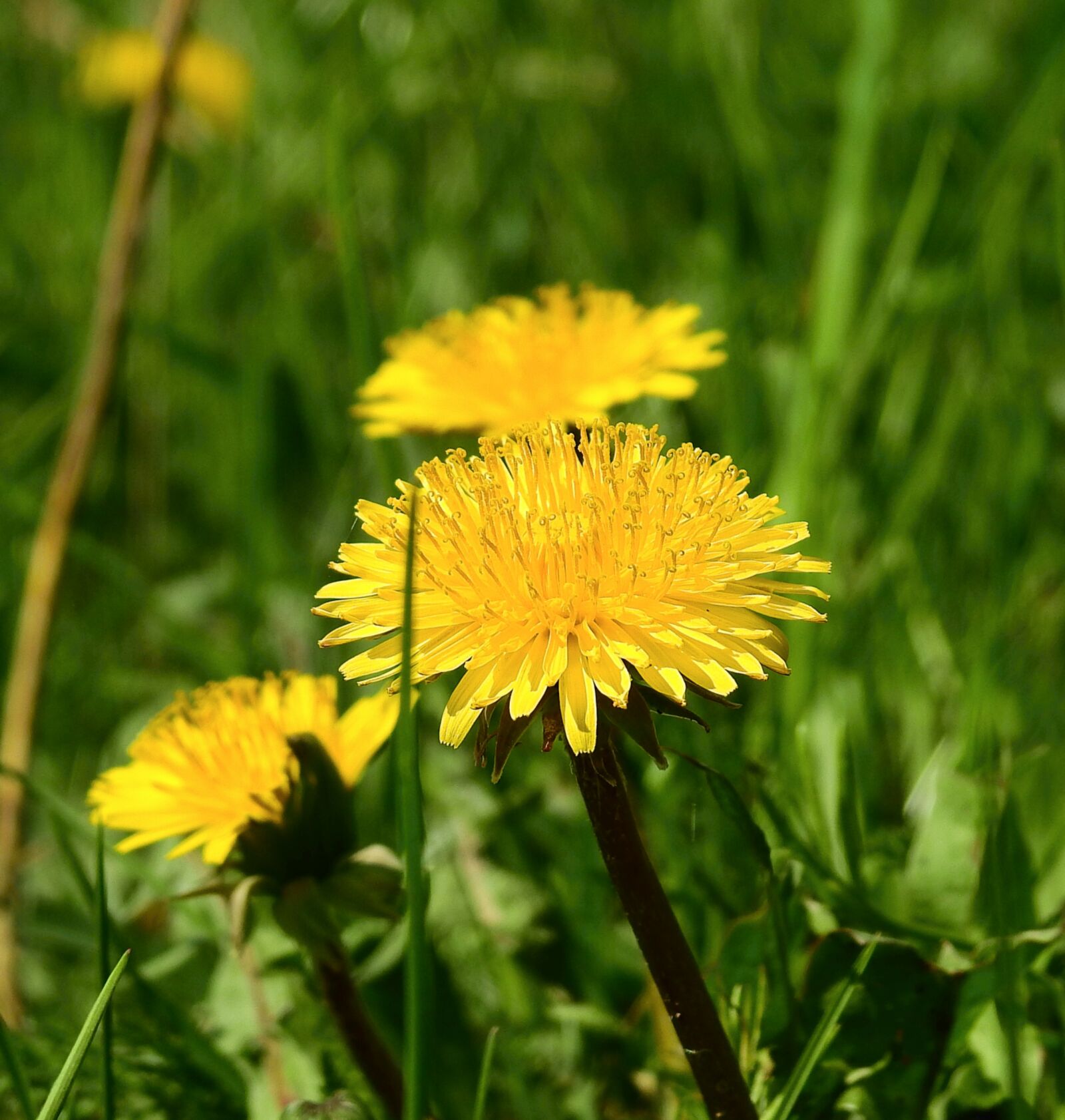 Nikon Coolpix P900 sample photo. Nature, flower, plant photography