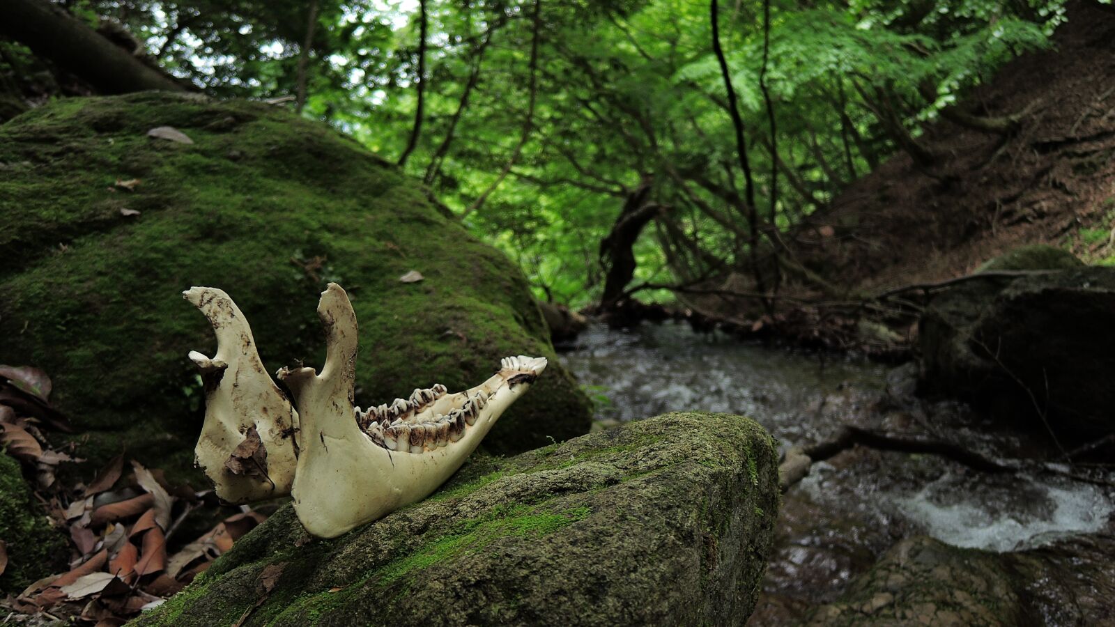 Nikon Coolpix P340 sample photo. Bone, death, mountain photography