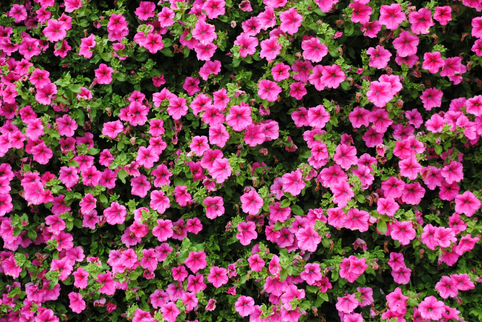 Nikon D3000 sample photo. Petunia, pink, flower photography