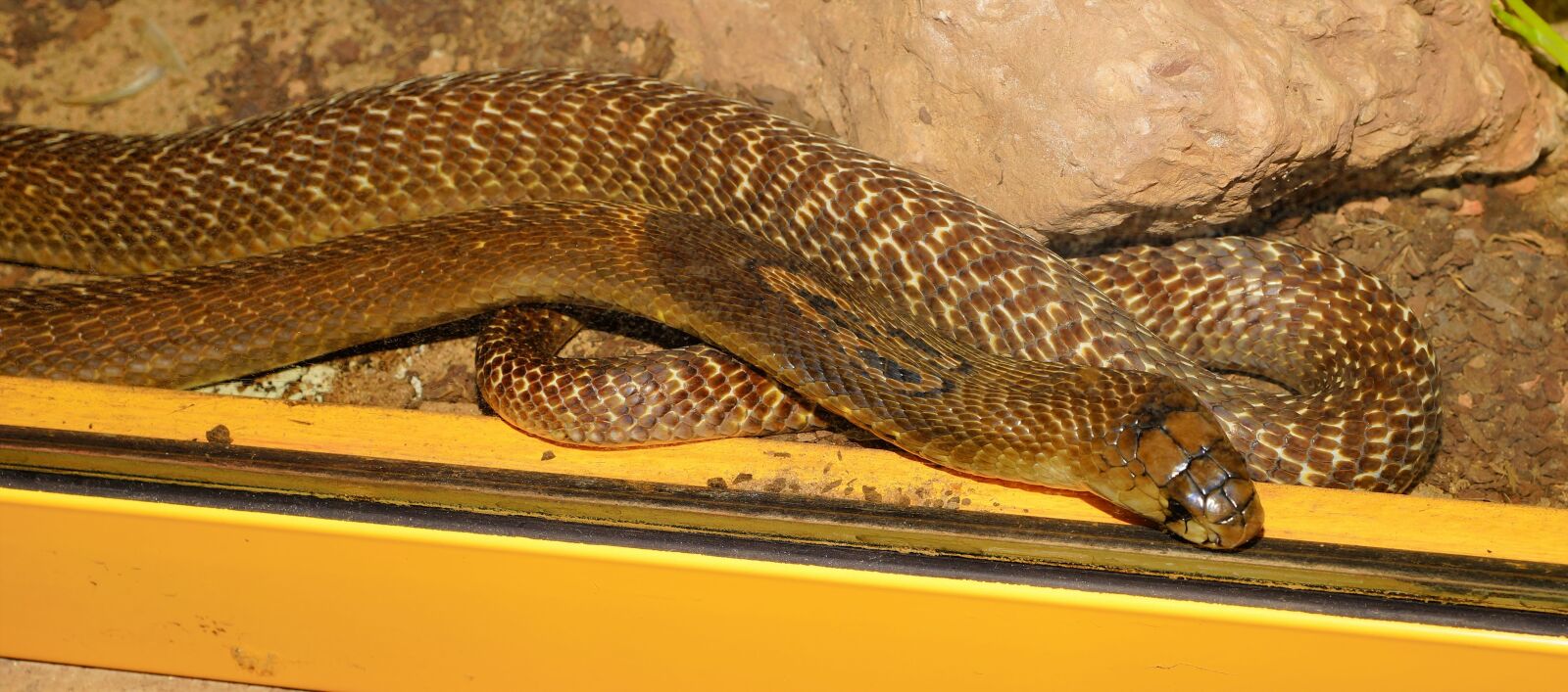 Sony a99 II sample photo. Snake, king cobra, beauty photography