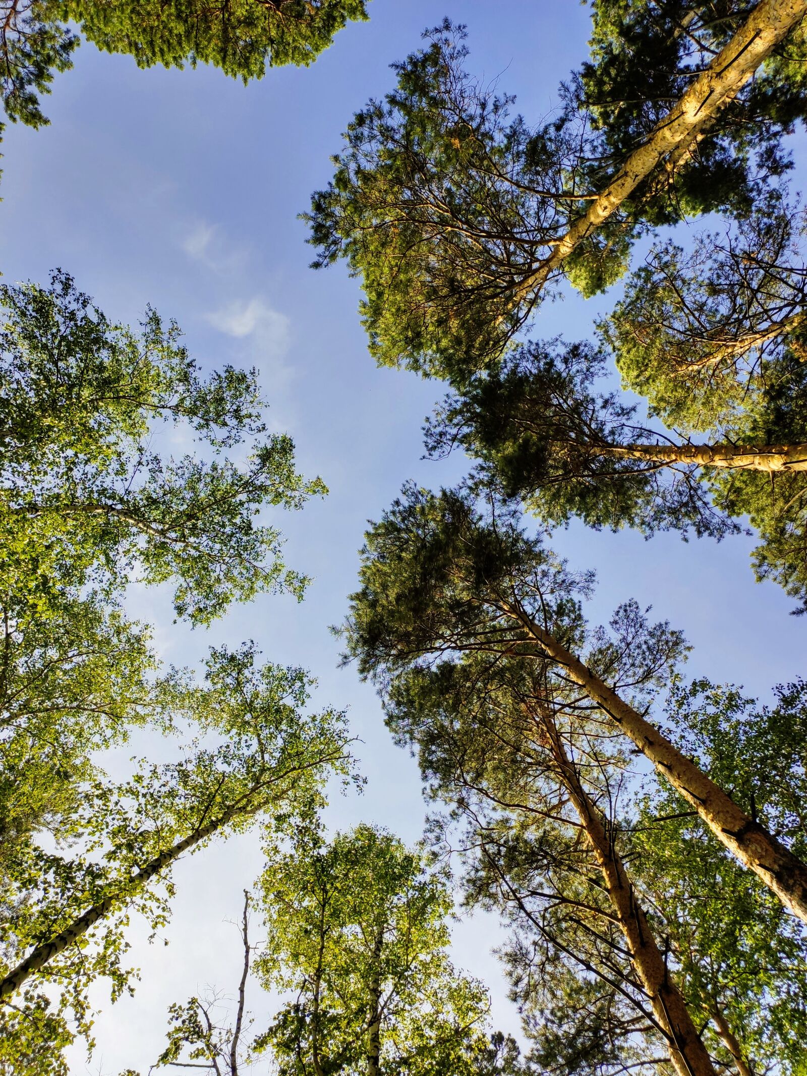 Xiaomi MI 9 sample photo. Trees, sky, nature photography