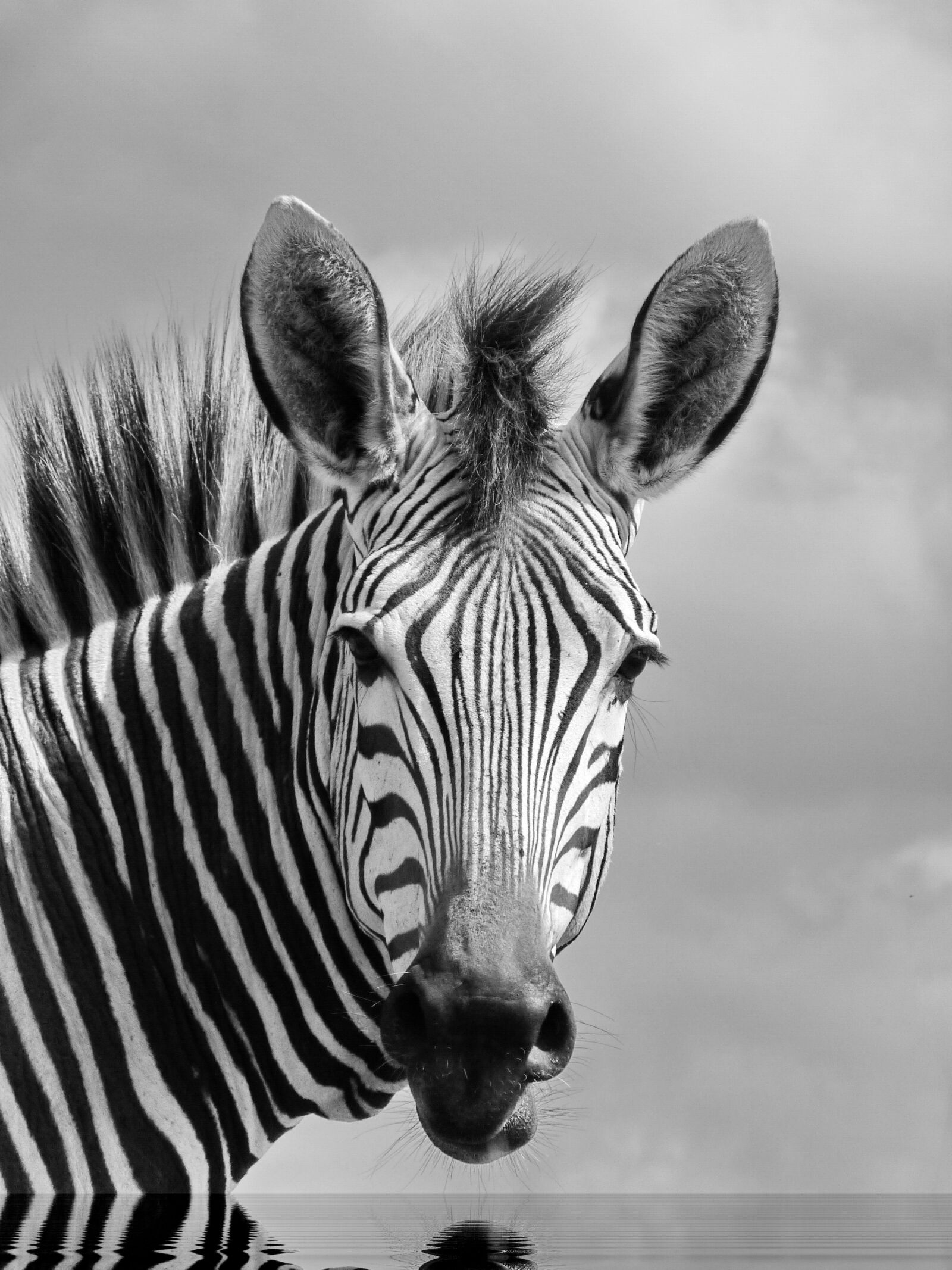 Panasonic Lumix DMC-FZ35 (Lumix DMC-FZ38) sample photo. Hartmann's, mountain zebra, zebra photography