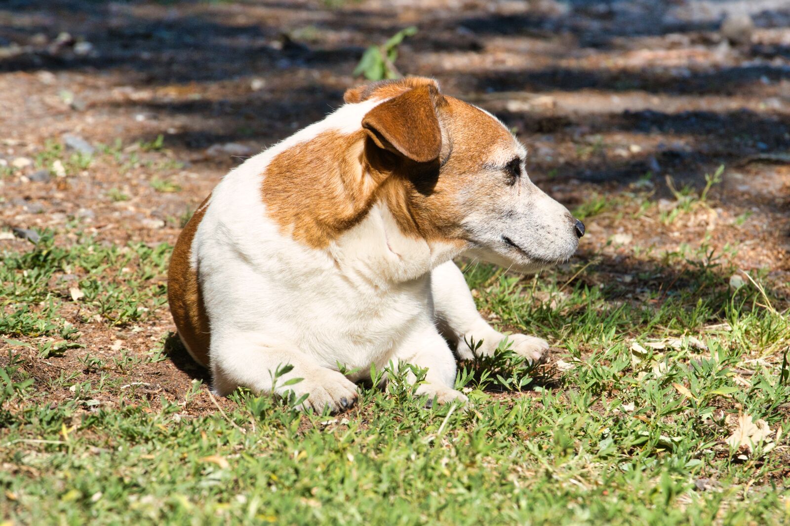 Sony FE 70-200mm F4 G OSS sample photo. Jack russel, jack russel photography