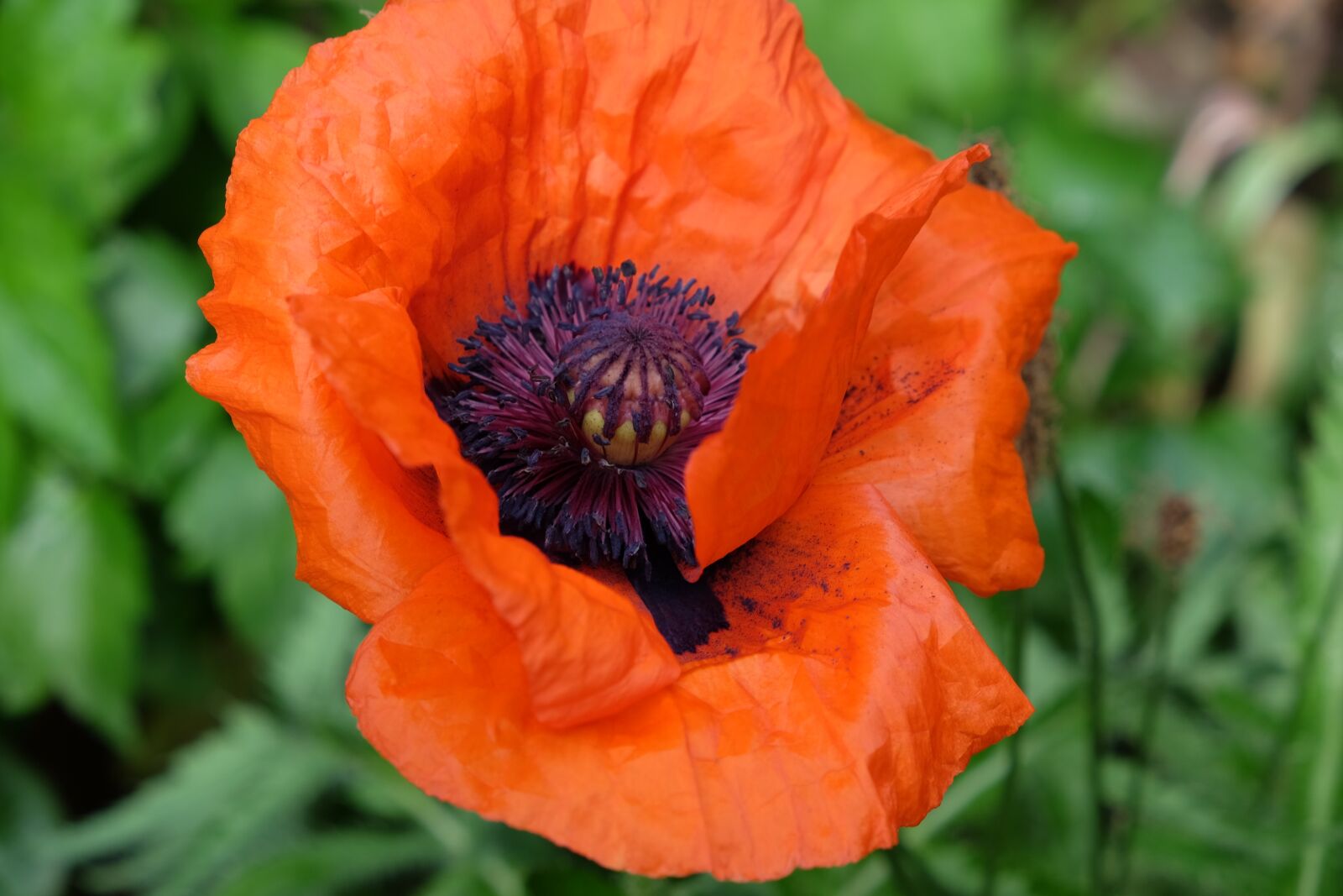Fujifilm X-T1 sample photo. Flower, poppy, garden photography