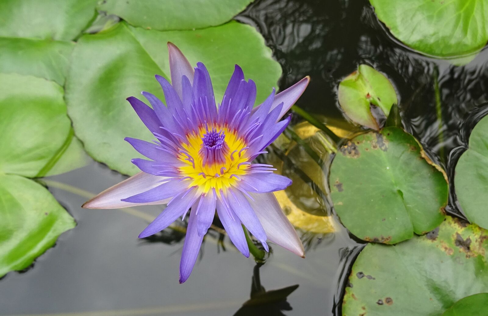 Sony DSC-HX60V sample photo. Lily, flower, nymphaea tina photography