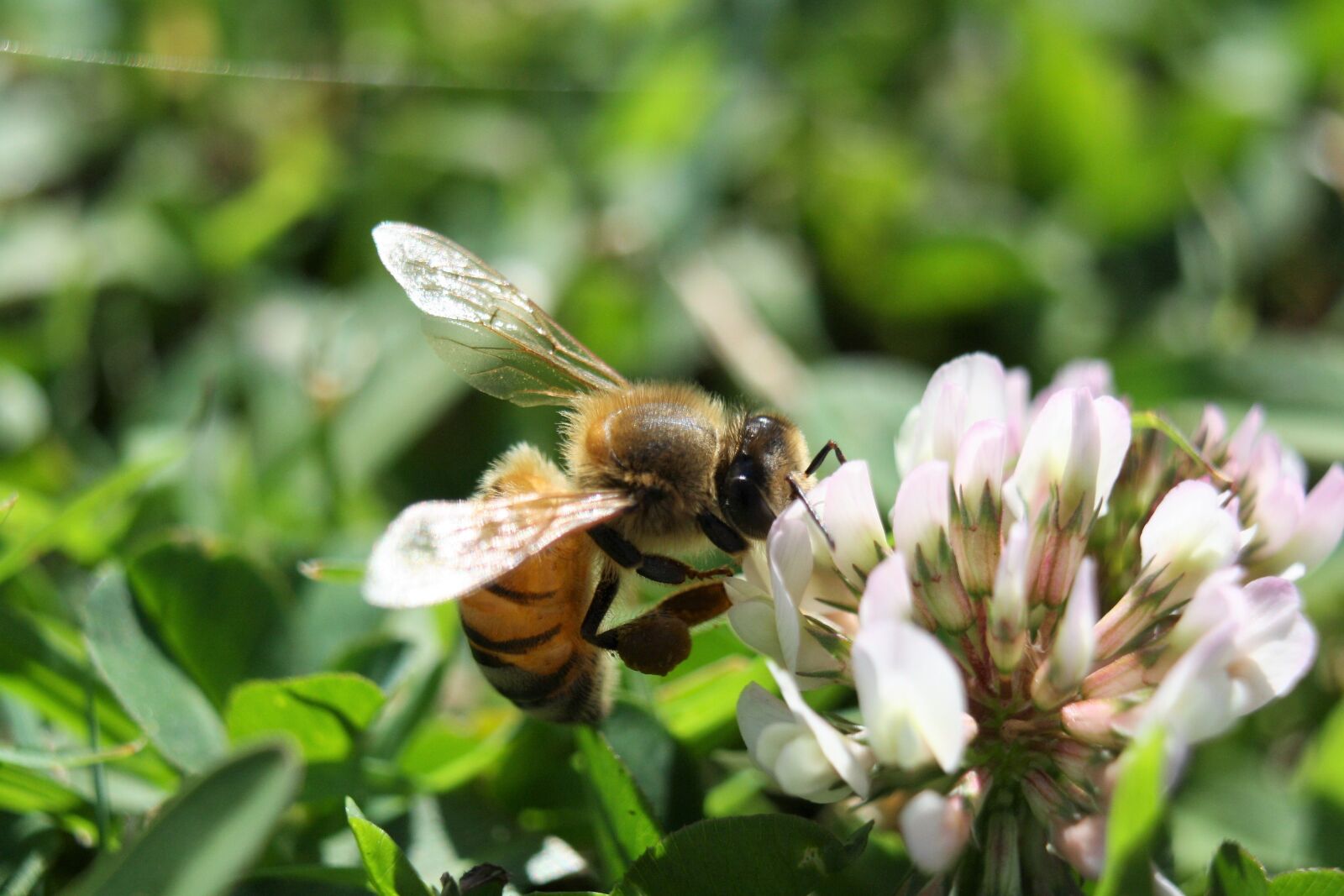 Canon EOS 1000D (EOS Digital Rebel XS / EOS Kiss F) sample photo. Bee, clover, macro photography