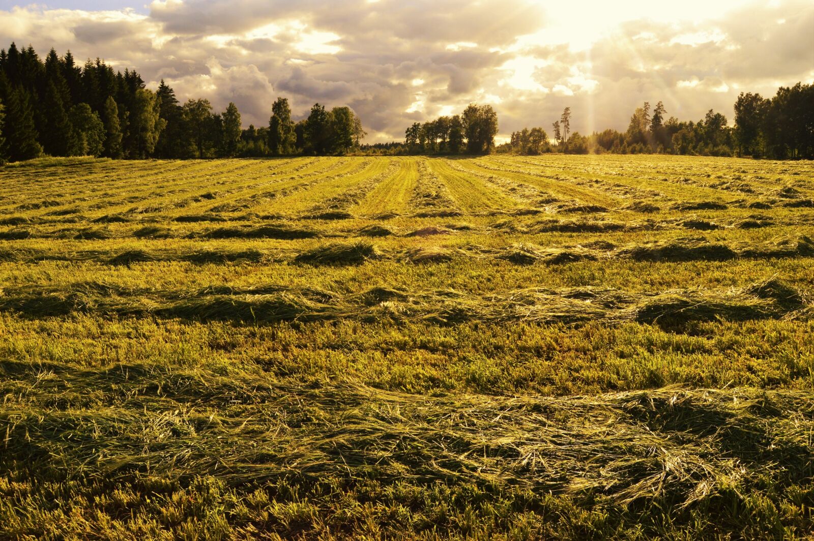 Nikon D3200 sample photo. Clouds, field, grass, green photography