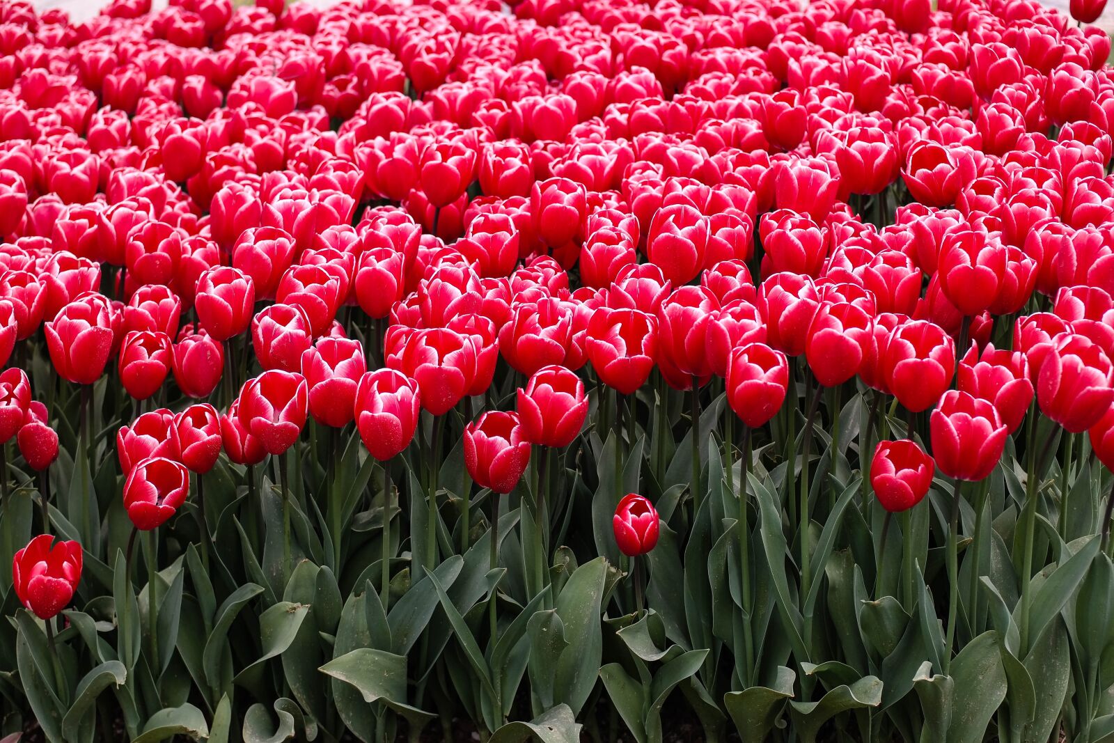 Samsung NX300 sample photo. Flower, tulip, spring photography