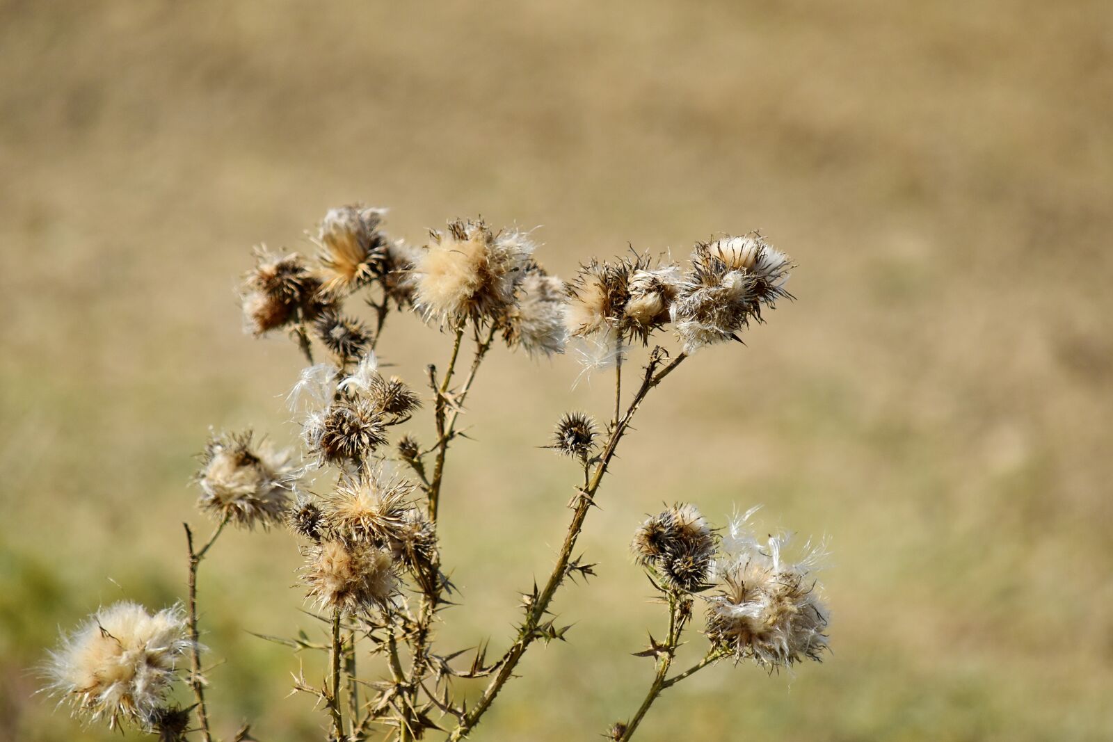 Nikon D5500 sample photo. Dry, plant, nature, weed photography