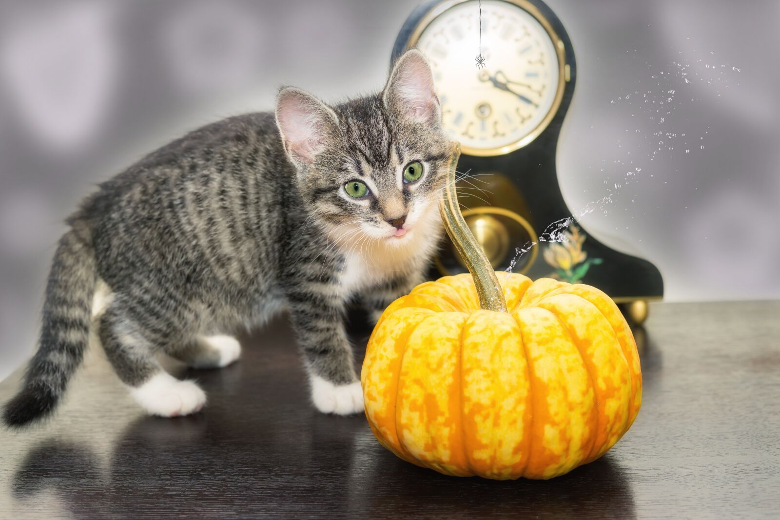 Кот тыква