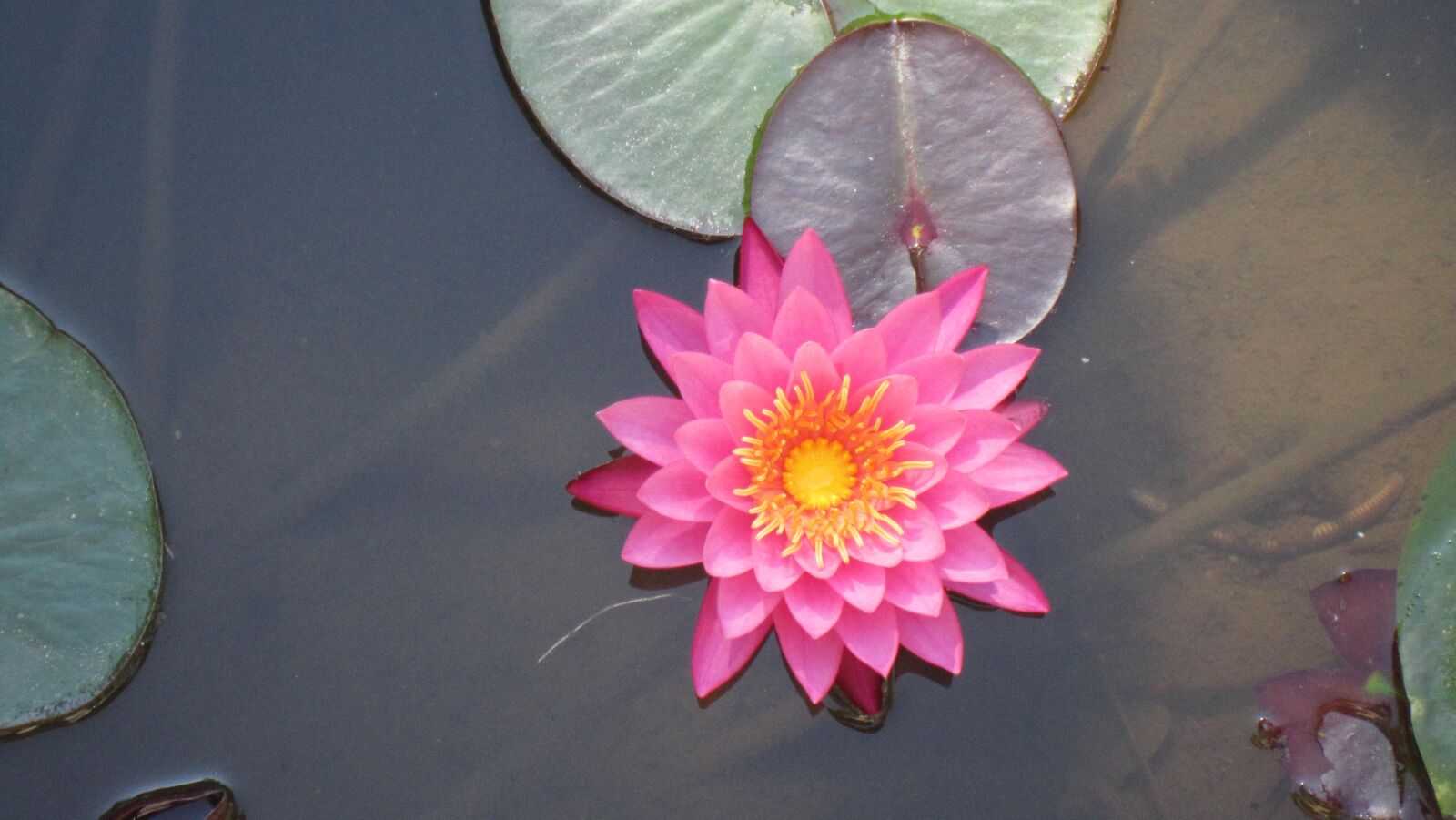 Canon PowerShot SD3500 IS (IXUS 210 / IXY 10S) sample photo. Water lily, lotus, pond photography