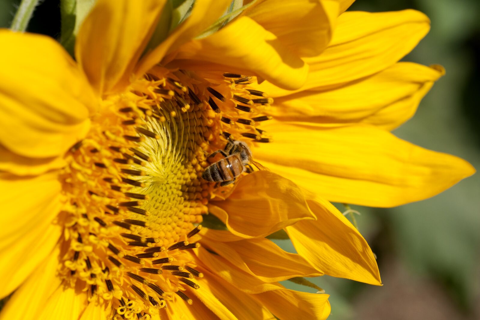 Nikon D90 sample photo. Flower, bee, bloom photography