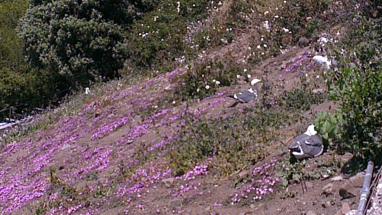 HTC ONE X sample photo. Garden, california, nature photography