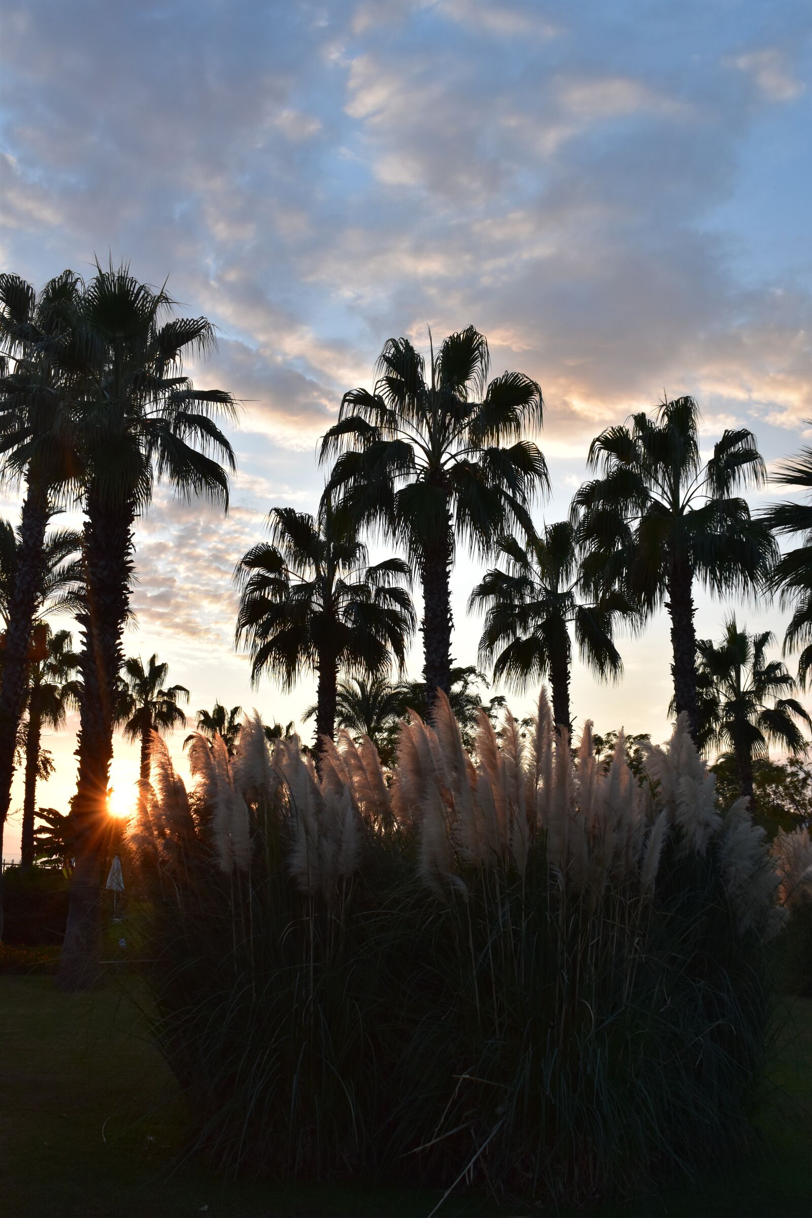 Nikon D5600 sample photo. Sunset, palm tree palm photography